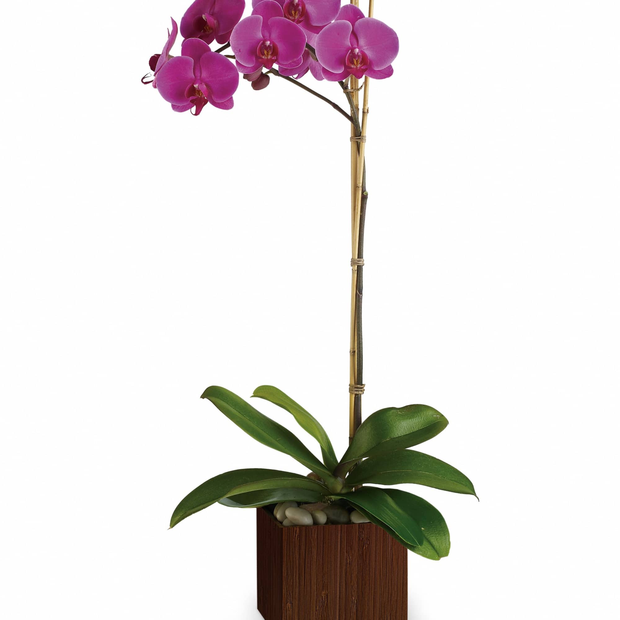 Pink orchid plant in a square wooden planter