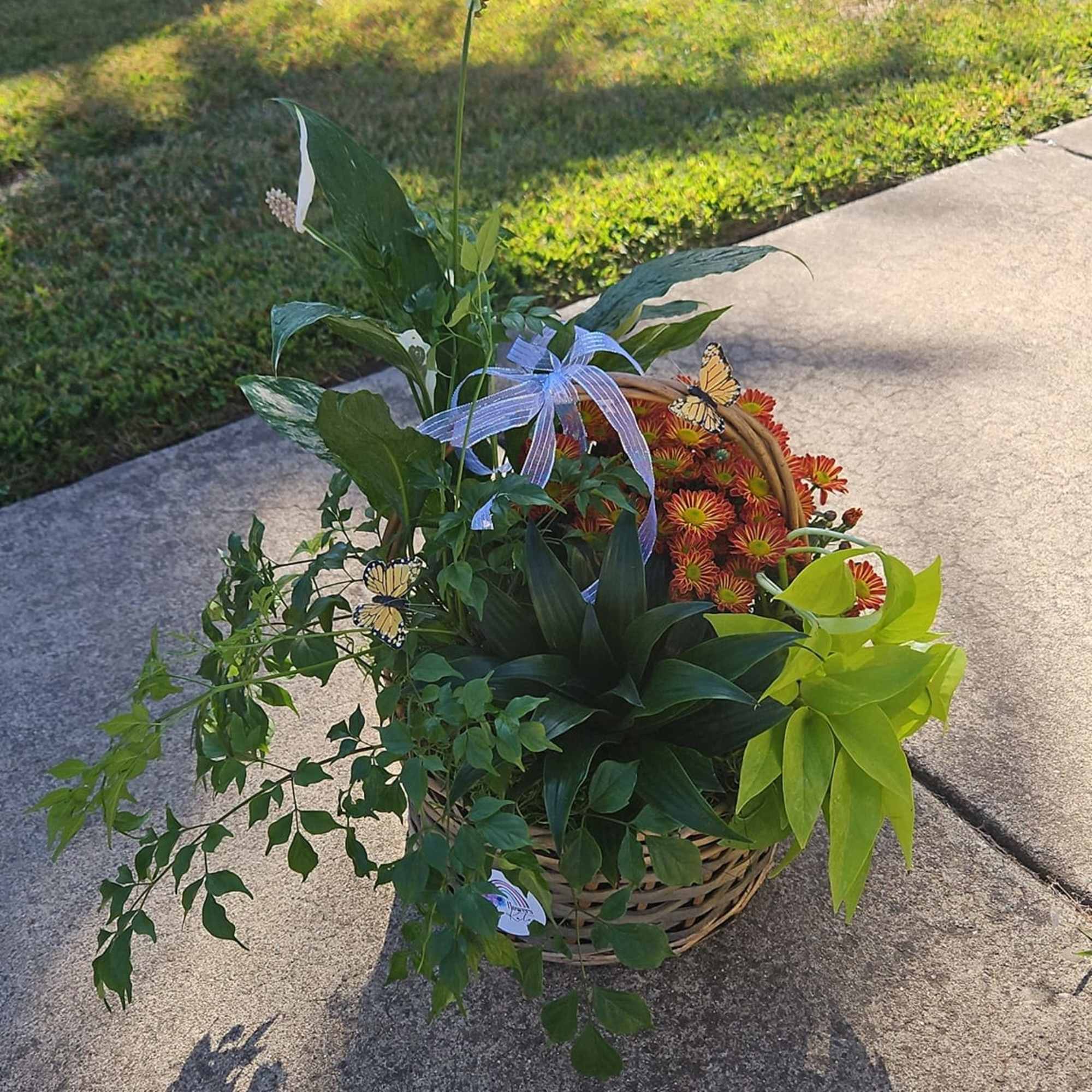Basket arrangement with orange mums, white blooms, and green foliage