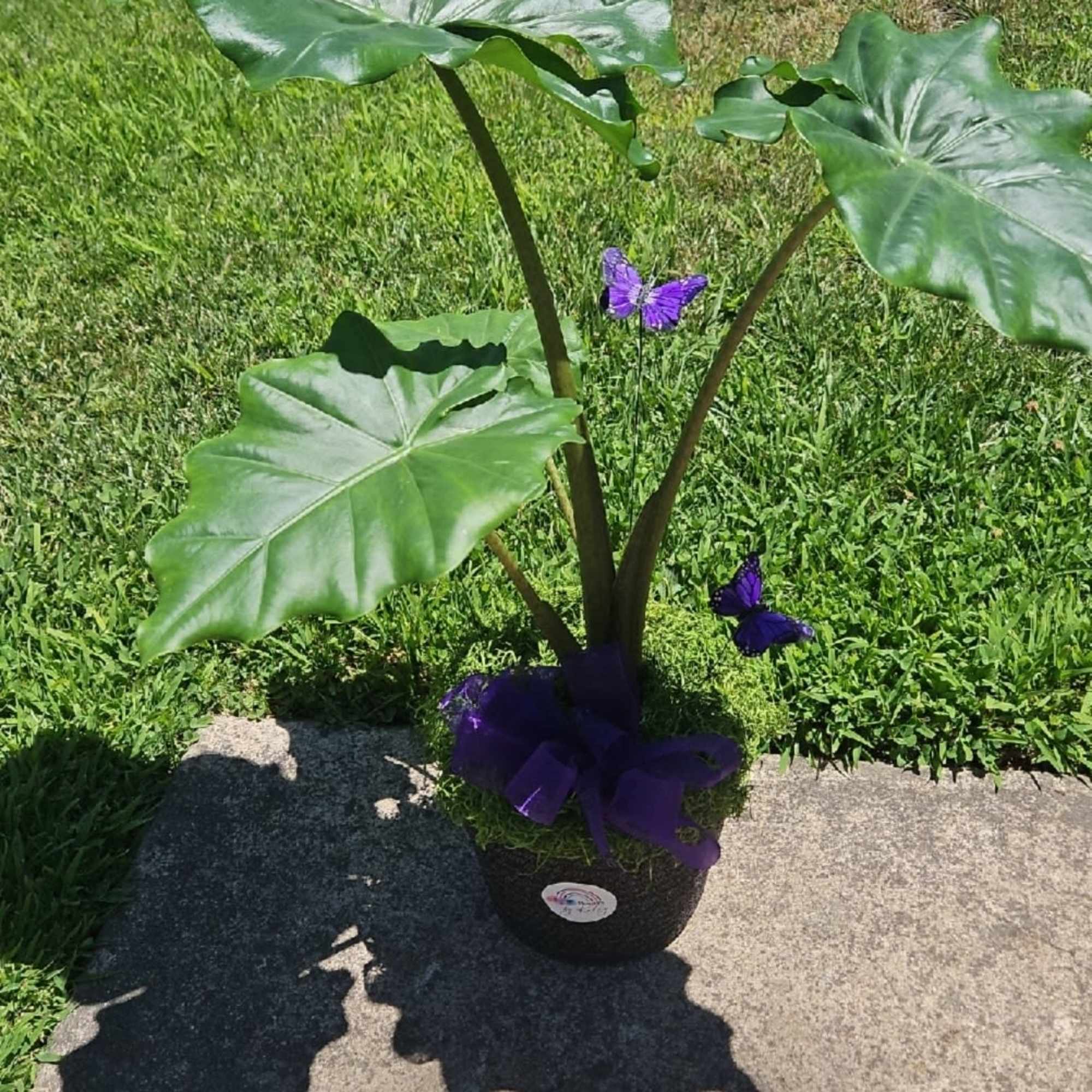Potted tropical plant with large green leaves and purple butterfly accents
