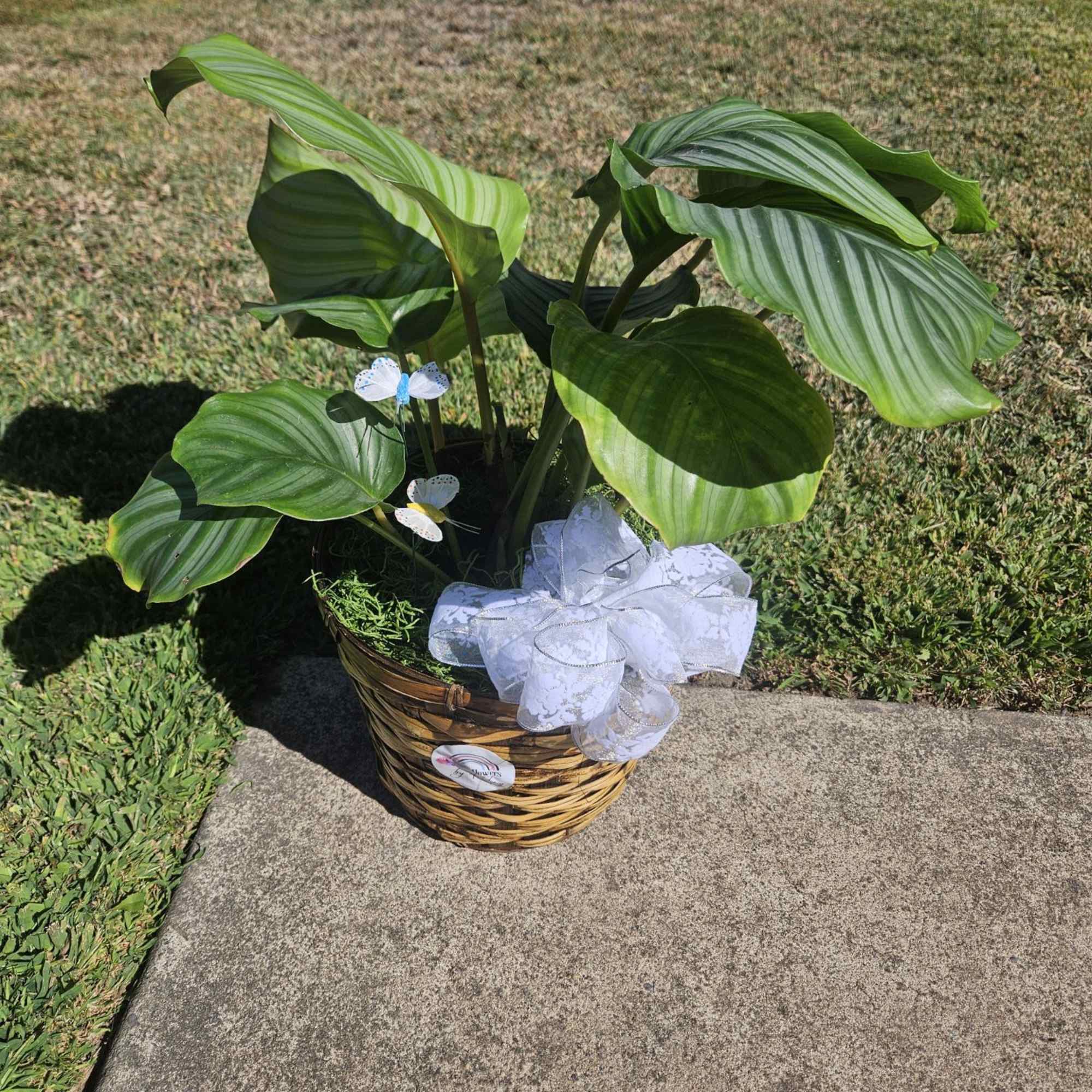 Potted green plant in a wicker basket with a white bow