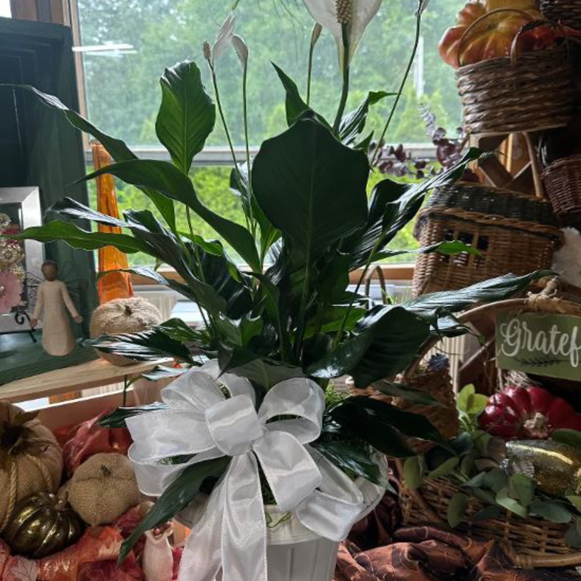 Potted green plant with a white bow in a white container