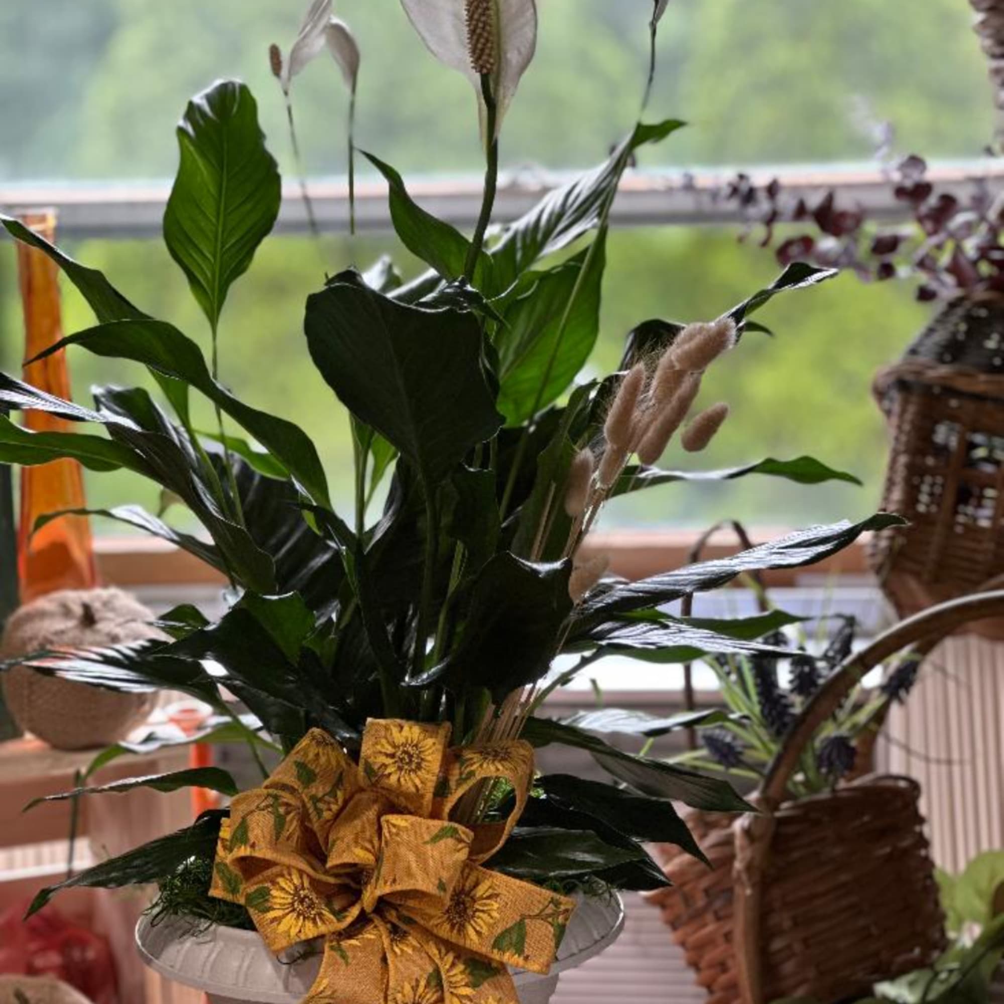 Potted peace lily with dark green leaves and a sunflower-patterned bow