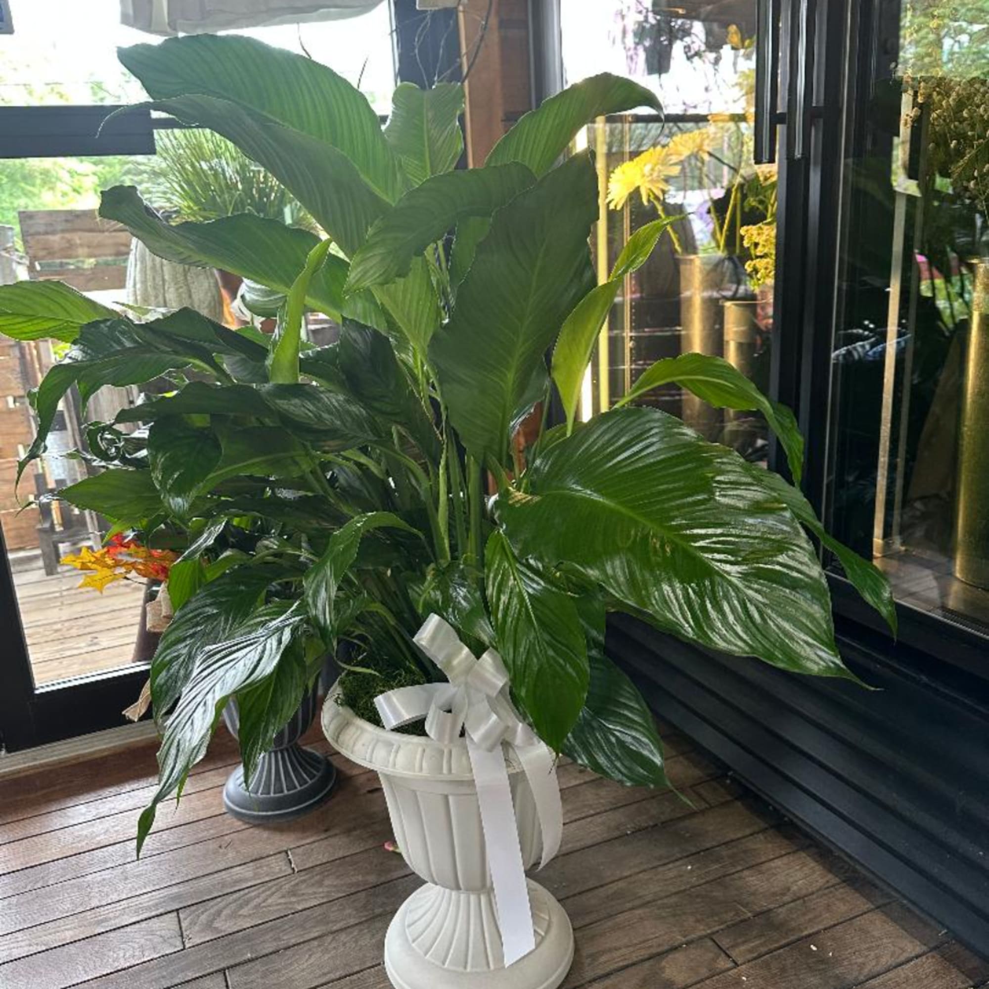 Large green potted plant in a white urn with a ribbon