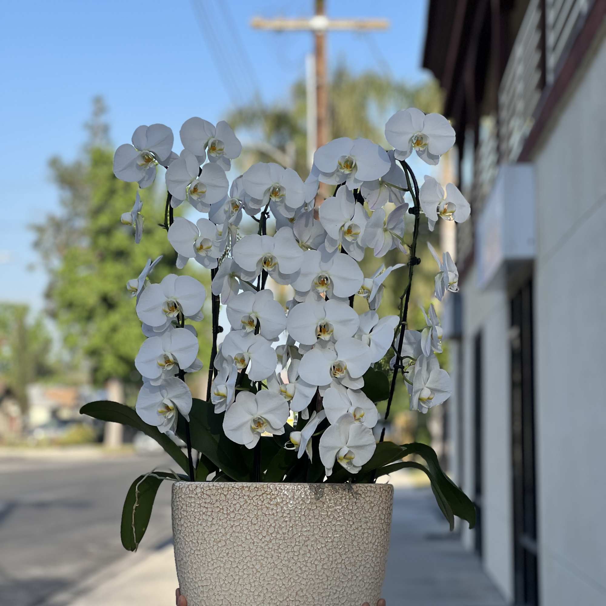 White orchids in a textured beige pot