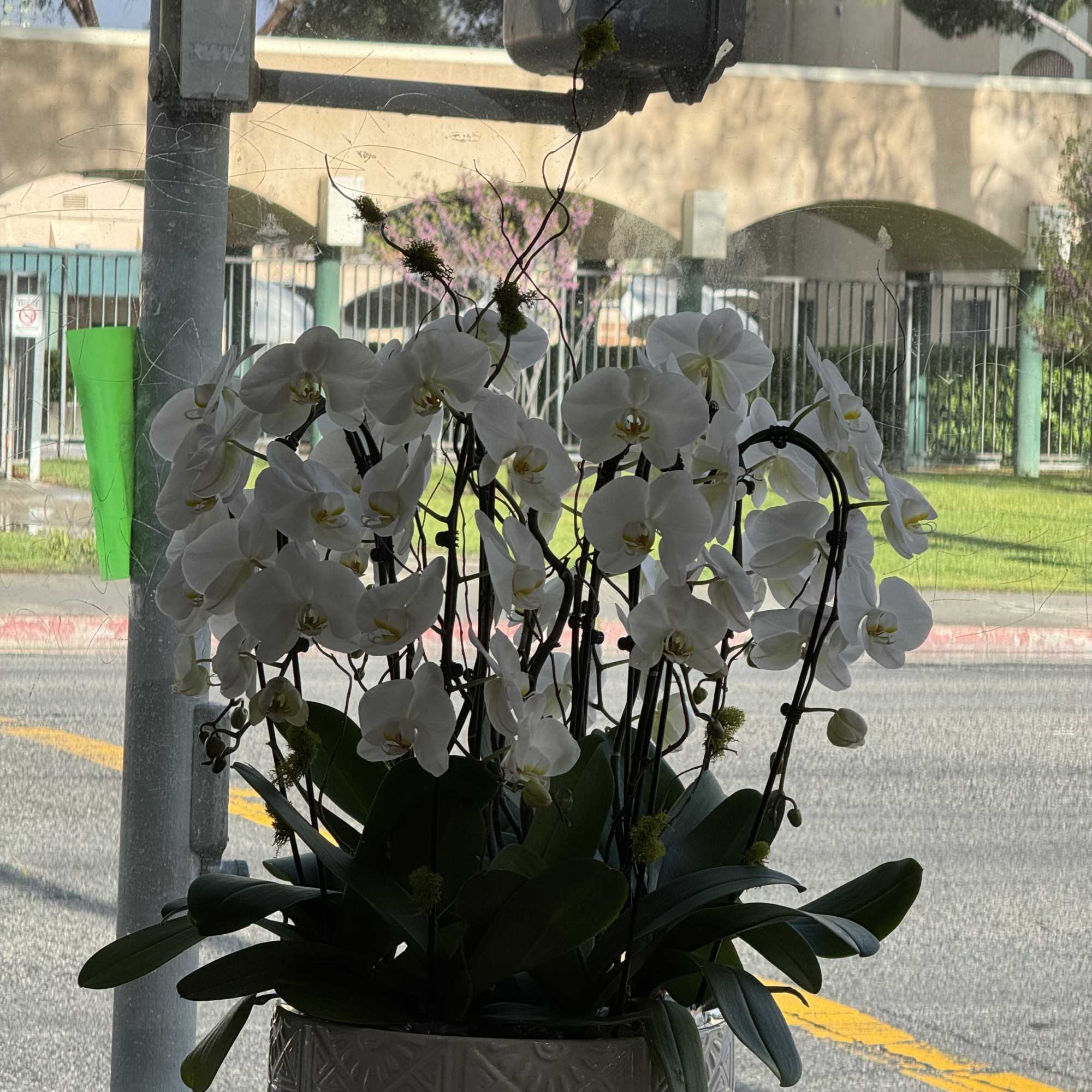 White orchids arranged in a decorative planter, photo 3 of 4