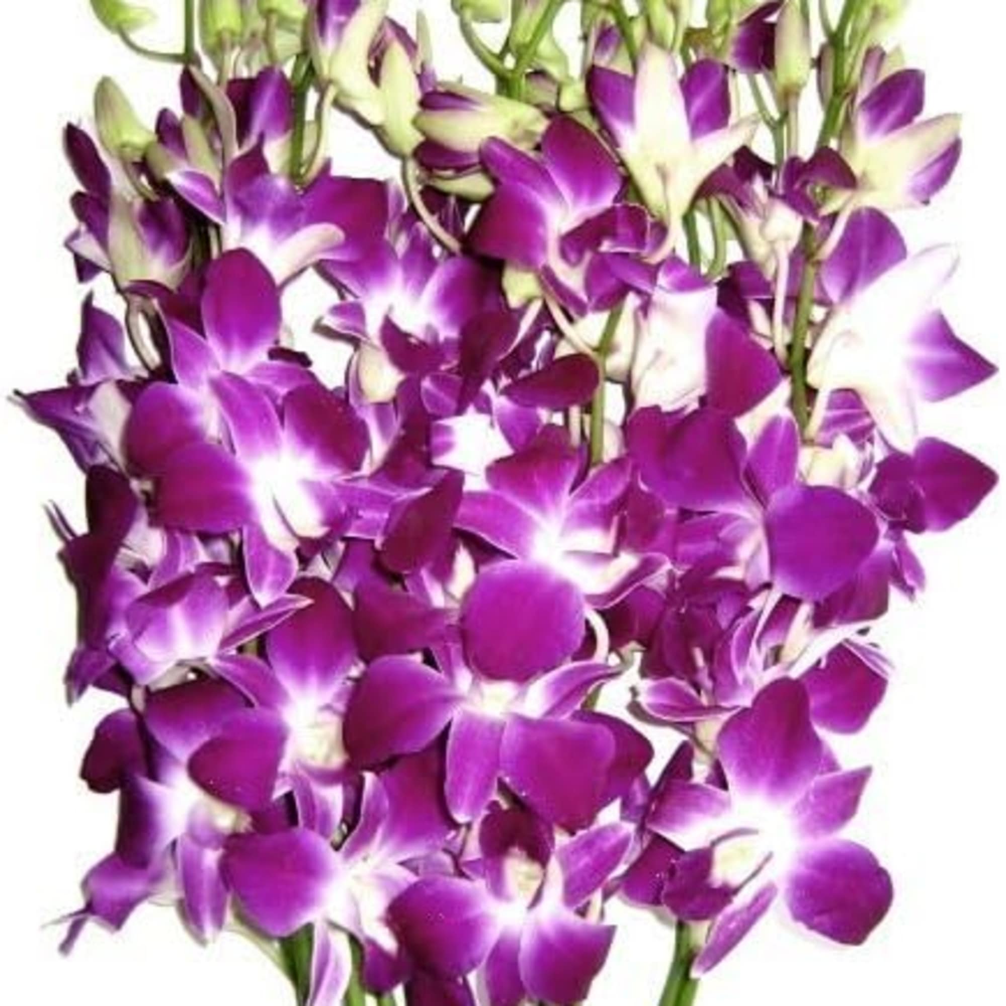 10 stems of Beautiful Dendrobium Purple Orchids wrapped in paper
Fresh Cut Flowers, photo 2 of 2