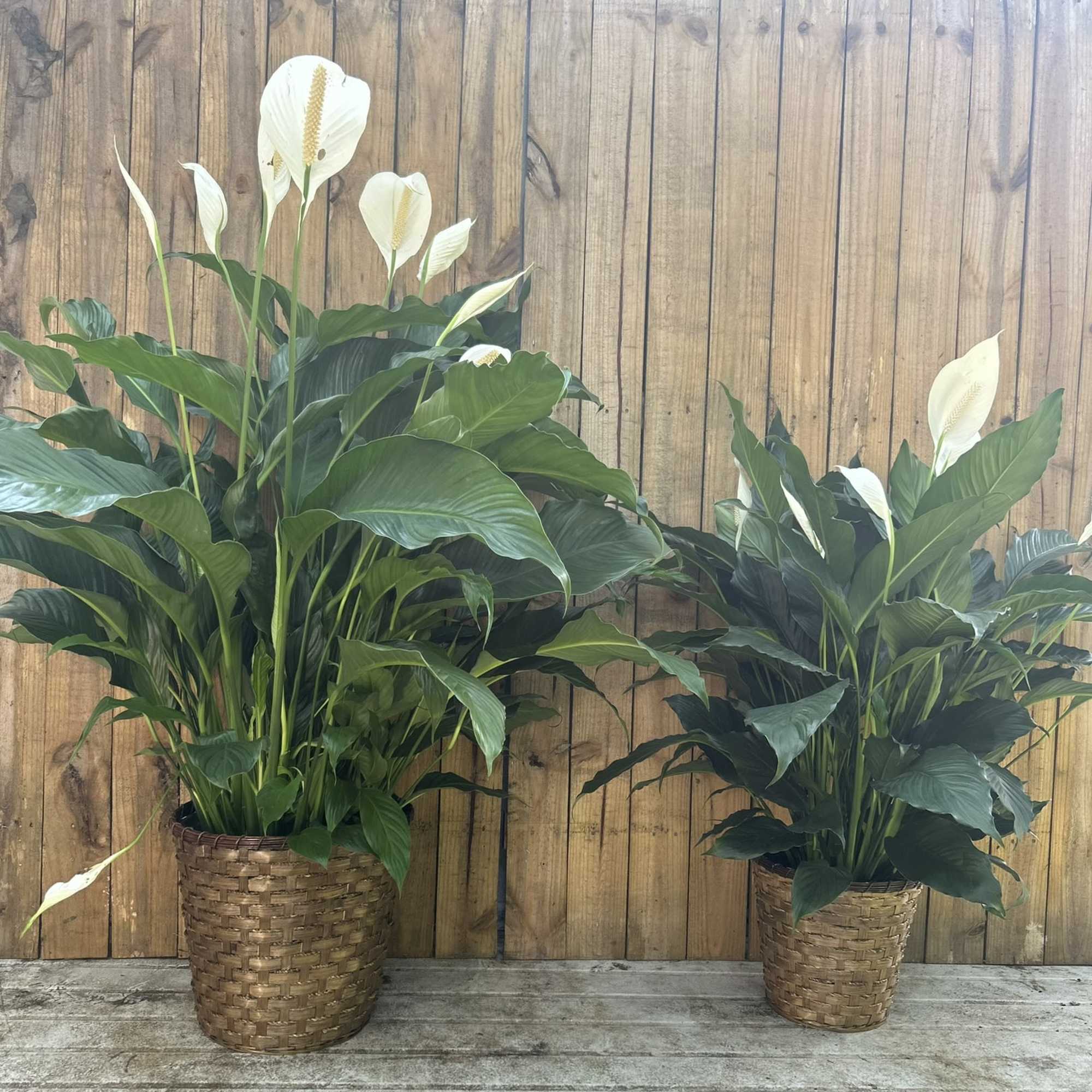 Two large peace lily plants with white blooms in woven baskets on a wooden deck