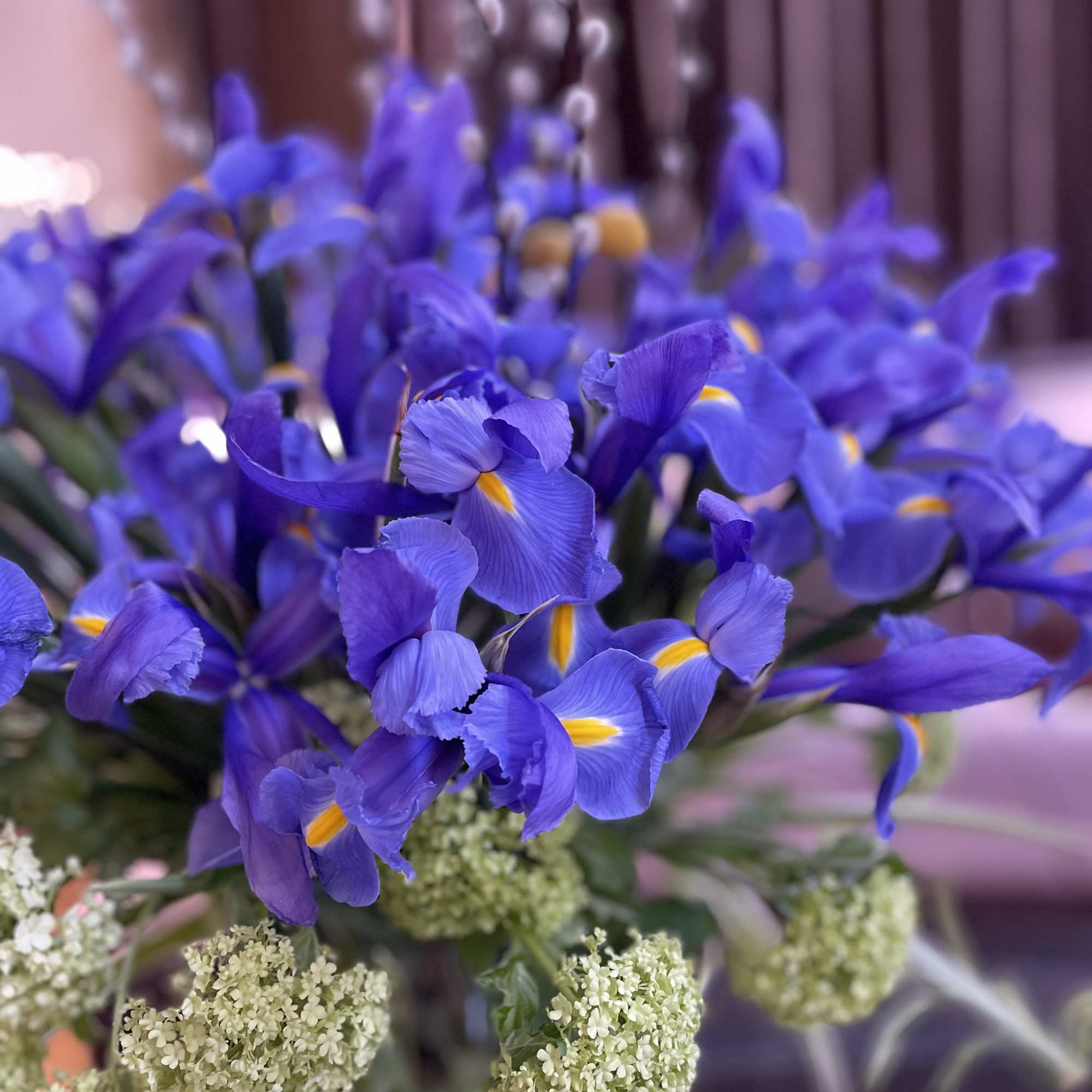 Purple iris flowers with pale green filler blooms