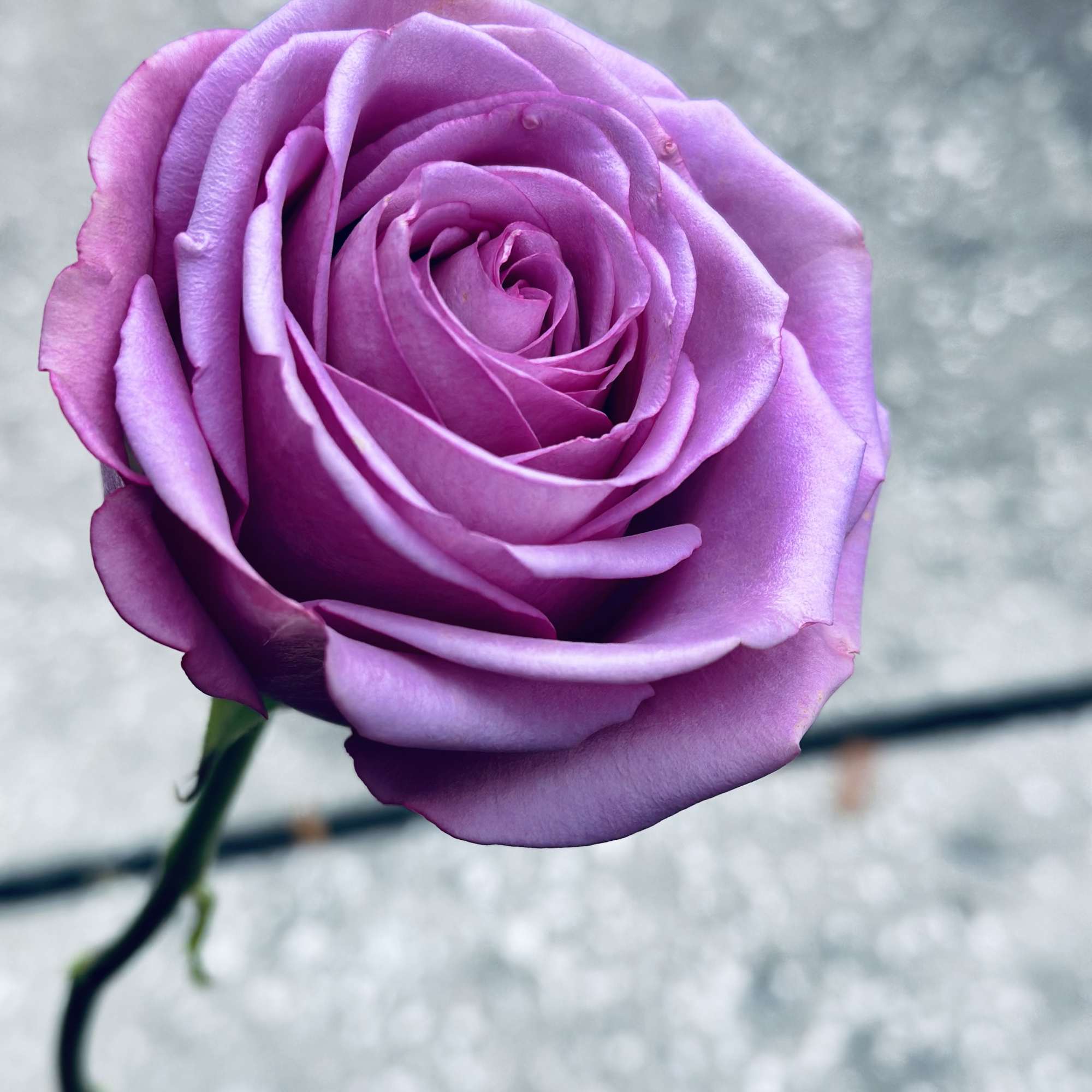Single lavender rose bloom on a stem