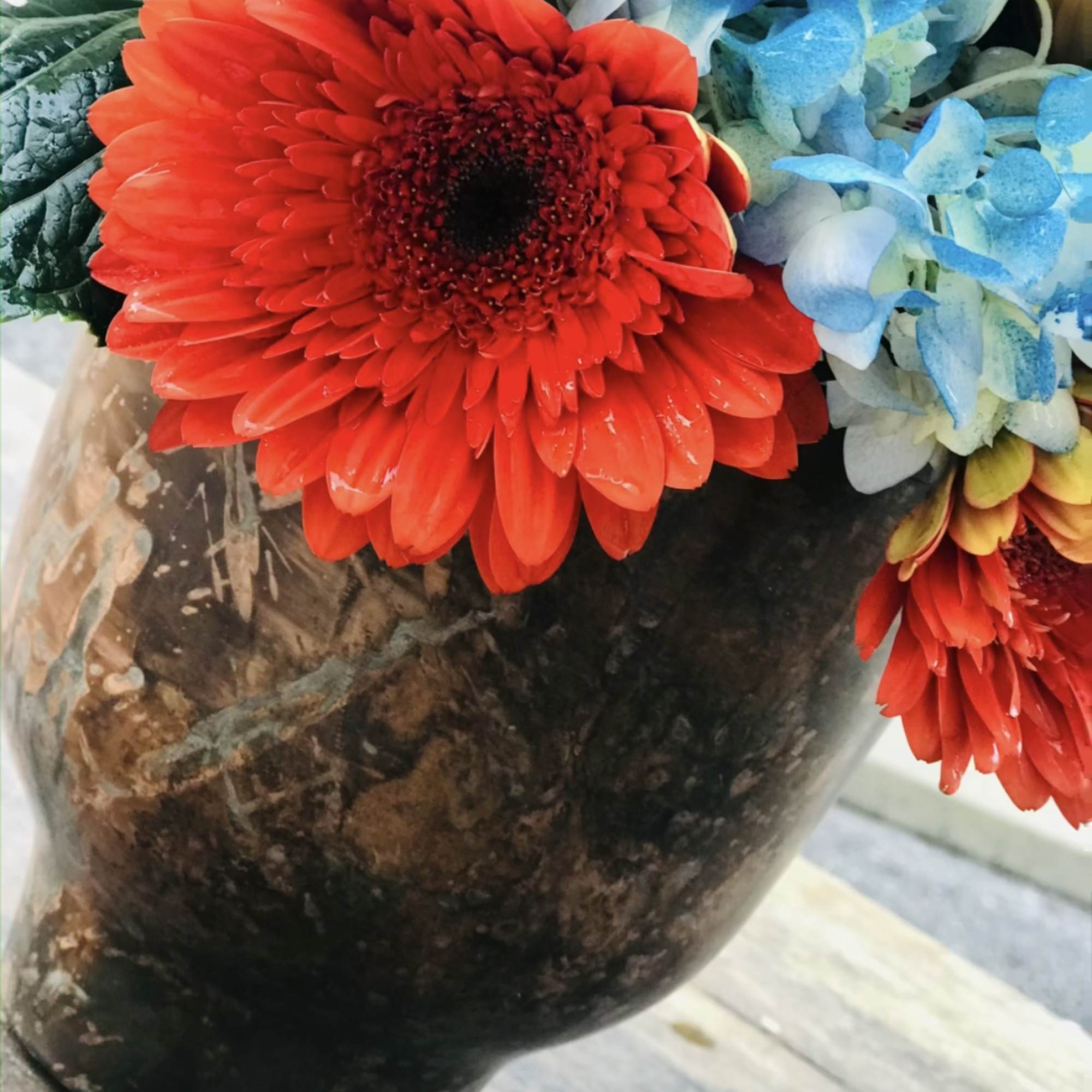 Bright red gerbera daisies in a dark vase with blue flowers