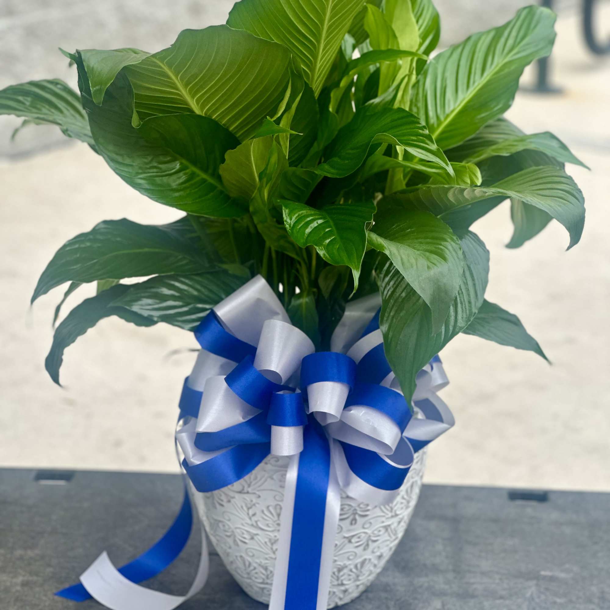 Potted green plant in a white decorative container with blue and white ribbon