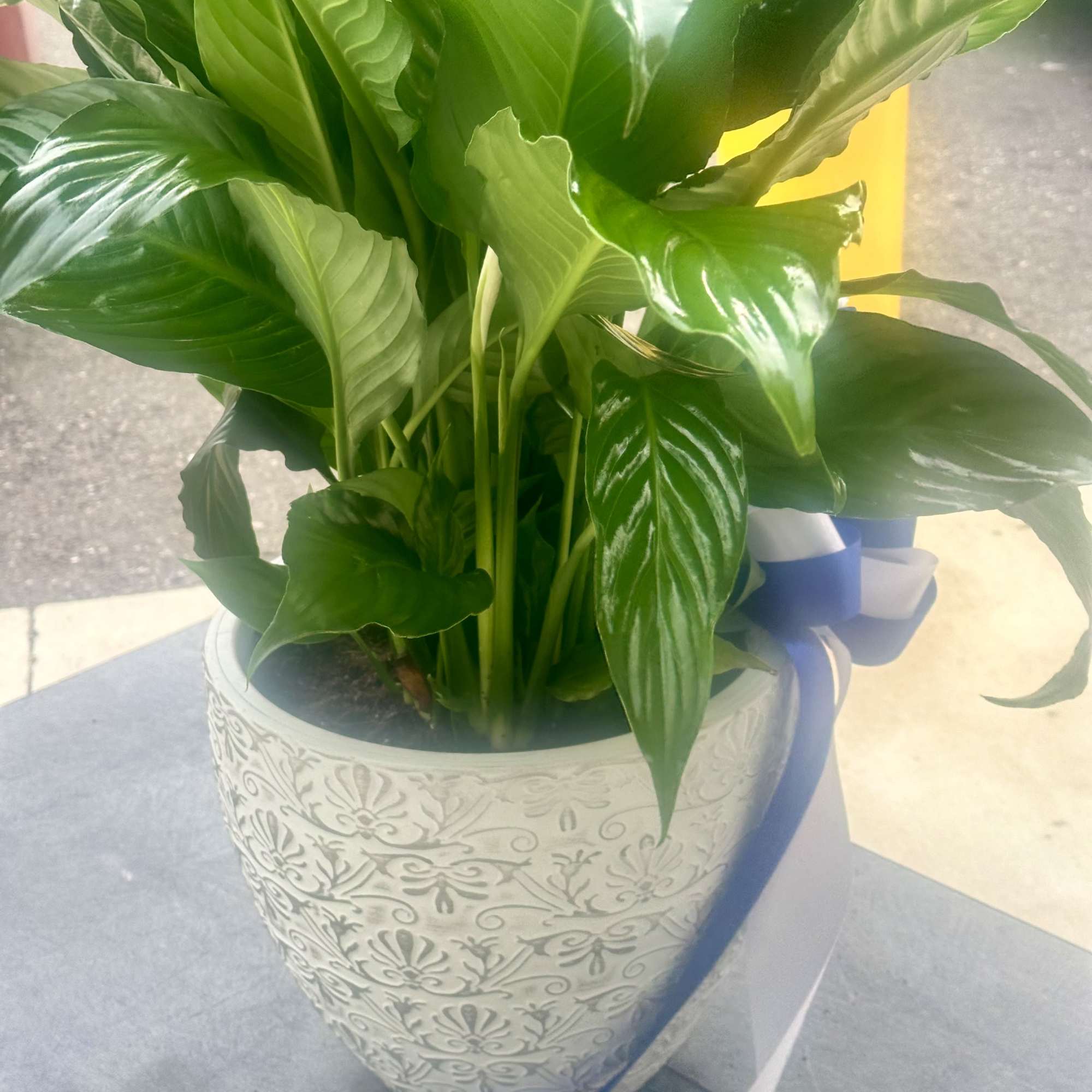 Potted green houseplant in a decorative white ceramic planter with a blue ribbon