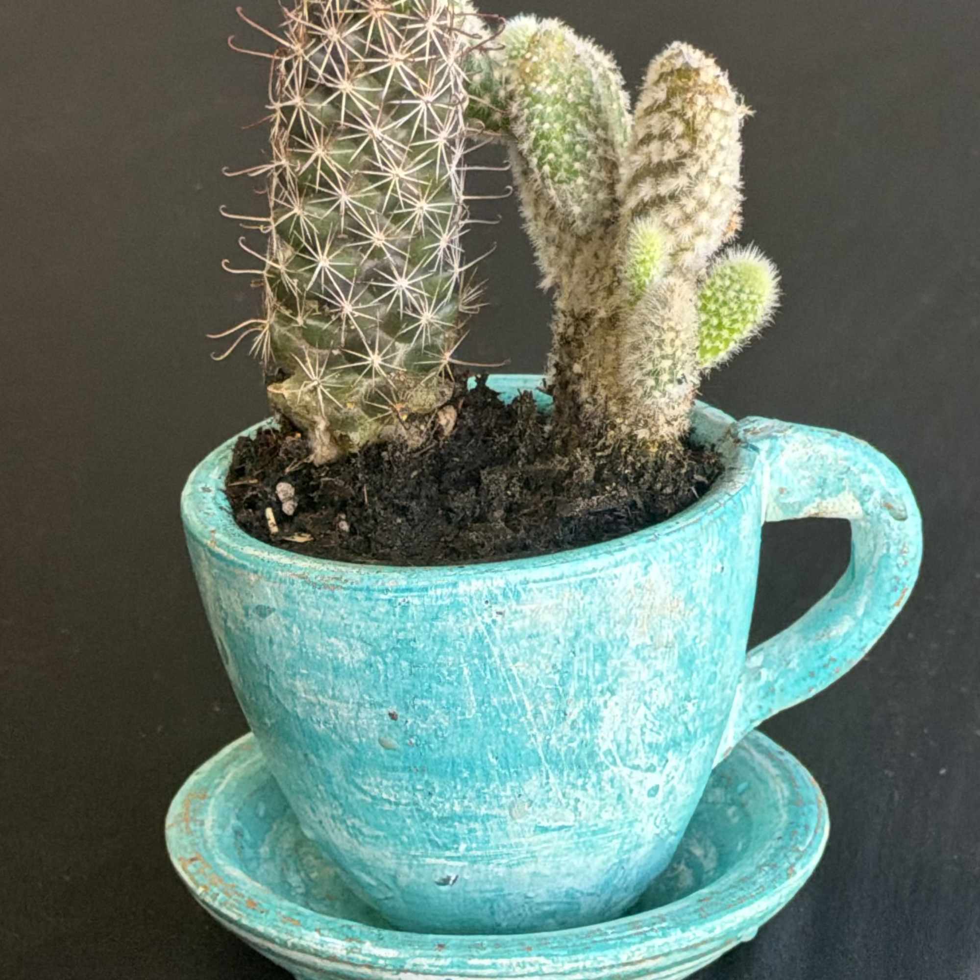 A cheerful tea time succulent planter that makes a small-space housewarming or, photo 2 of 6