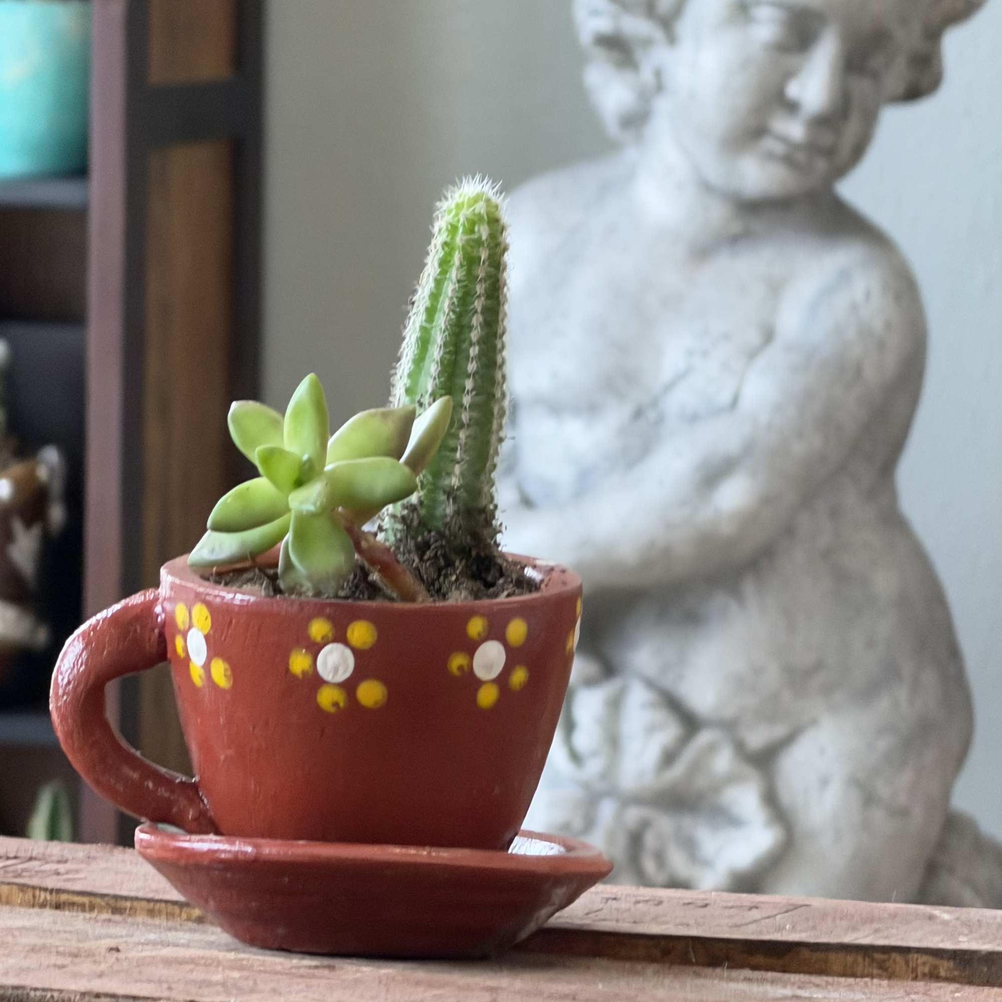A cheerful tea time succulent planter that makes a small-space housewarming or, photo 3 of 6