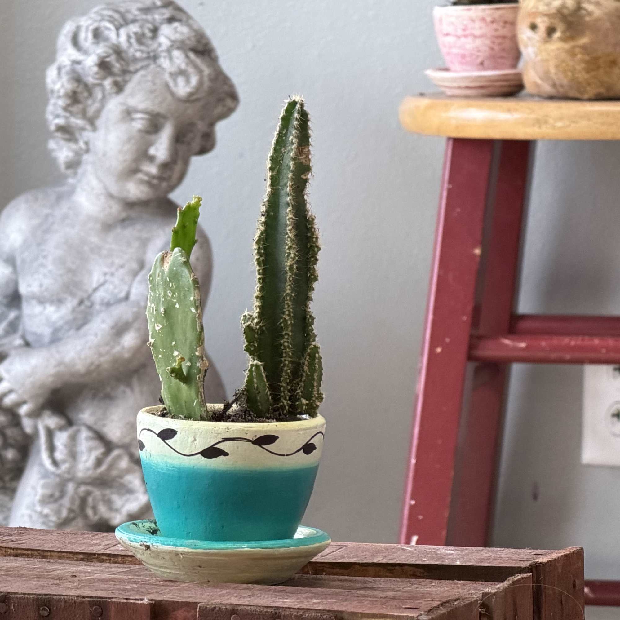 A cheerful tea time succulent planter that makes a small-space housewarming or, photo 5 of 6
