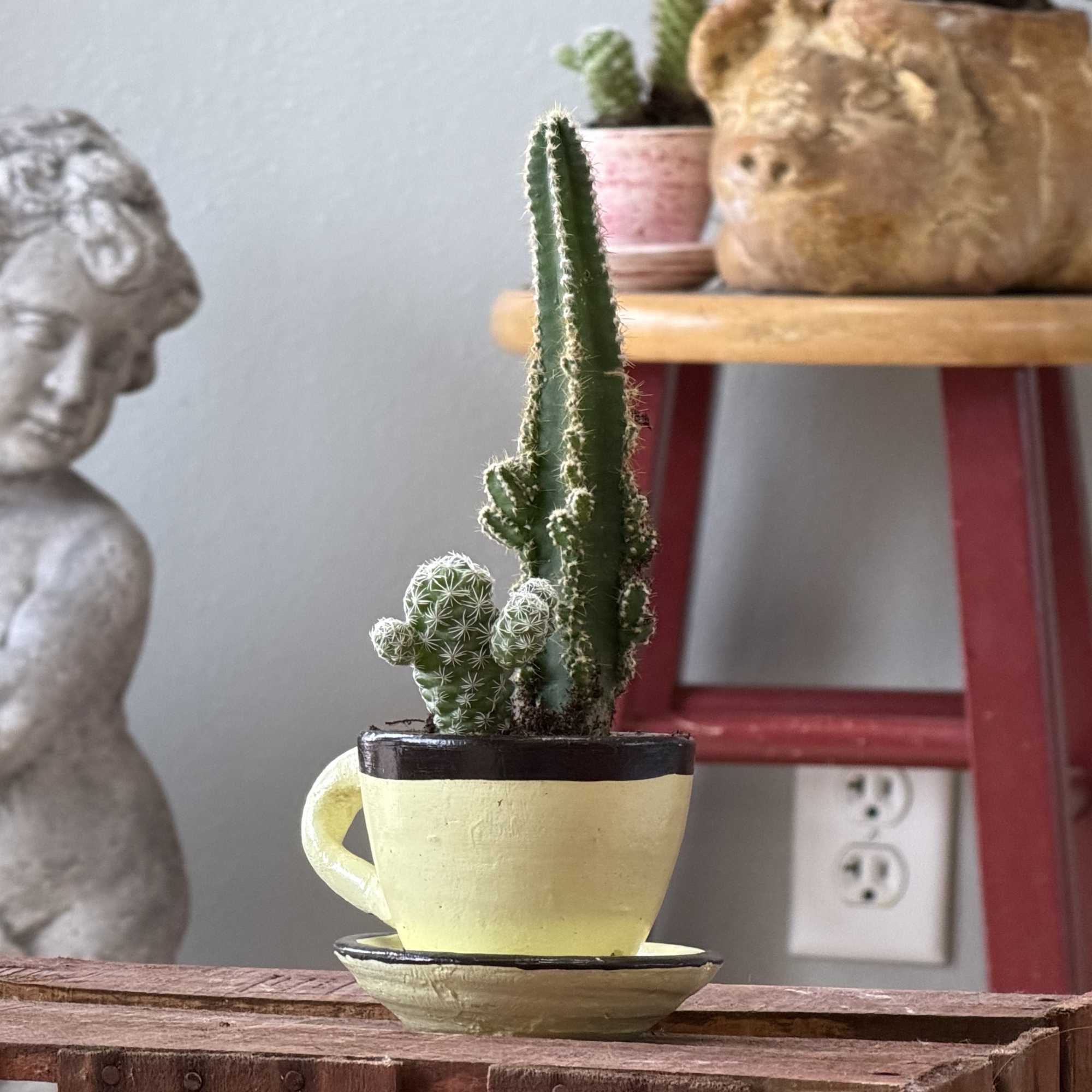A cheerful tea time succulent planter that makes a small-space housewarming or, photo 6 of 6