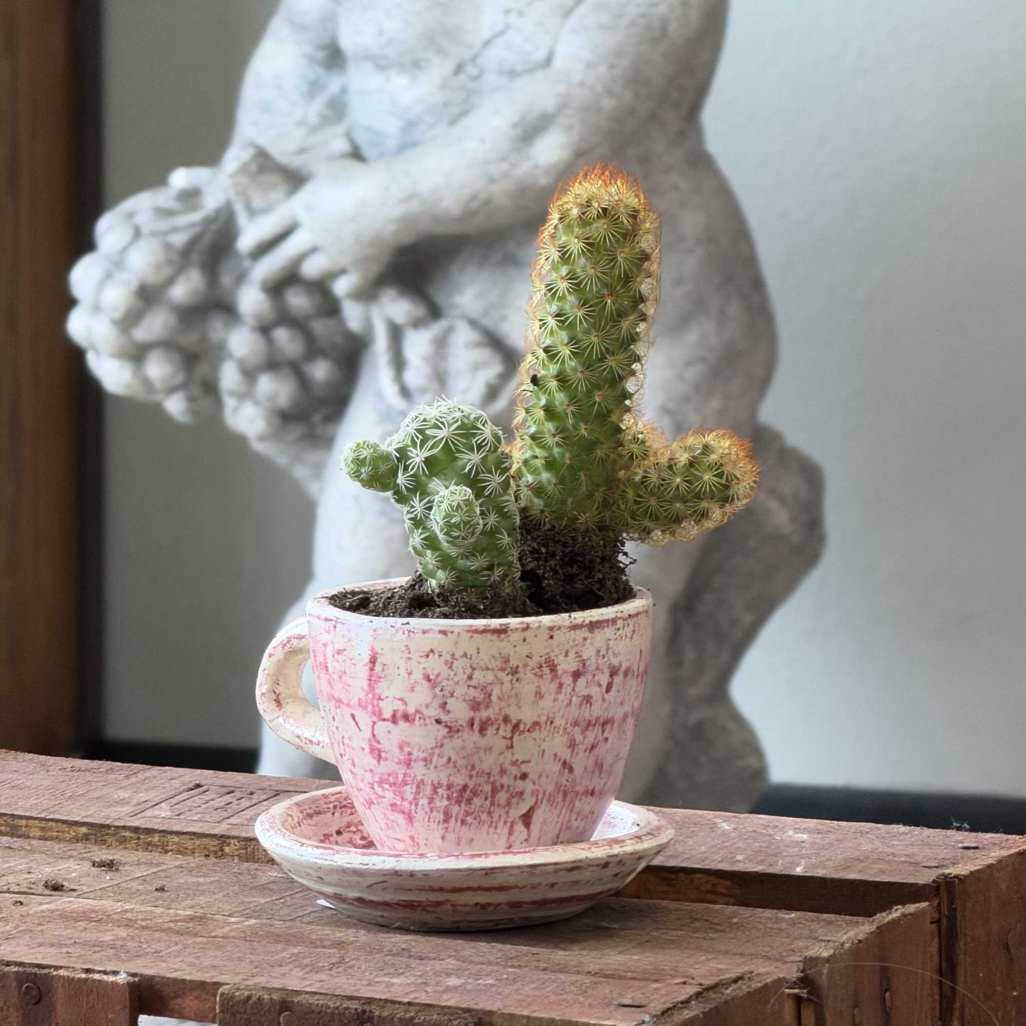 A cheerful tea time succulent planter that makes a small-space housewarming or