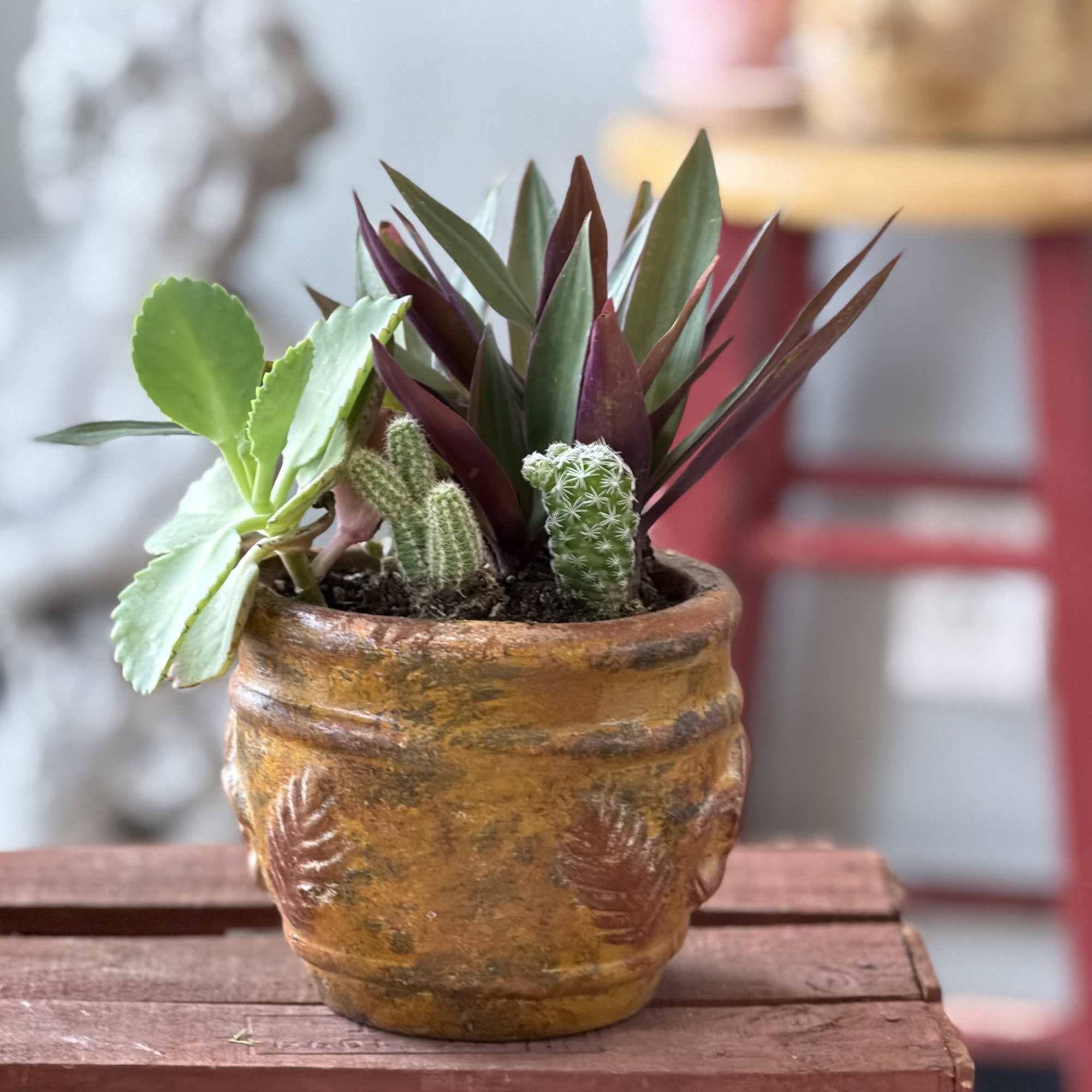 A compact desert-garden accent that brings low-maintenance style to any shelf or, photo 2 of 2