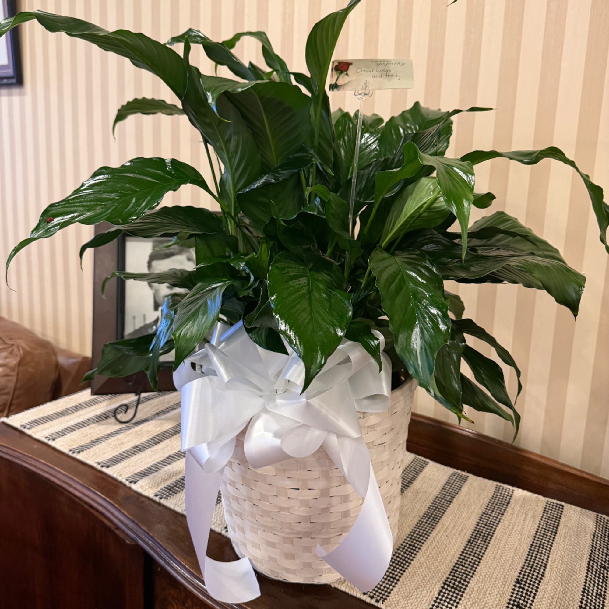 Large green potted plant in a white basket with a ribbon