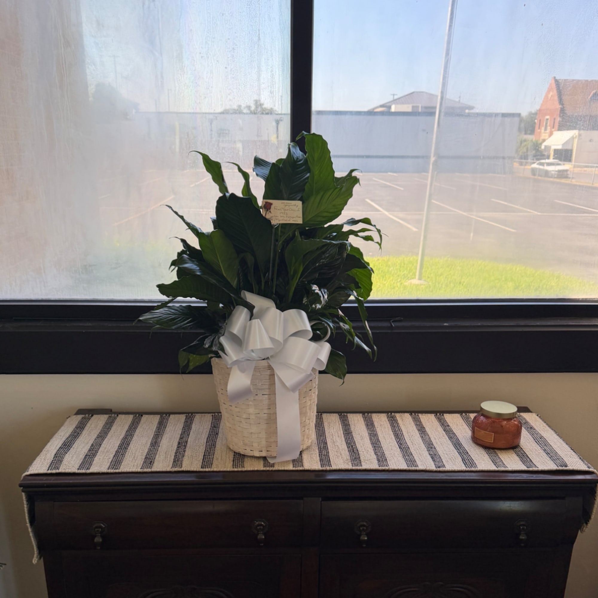 Potted green plant in a woven basket with a white ribbon bow