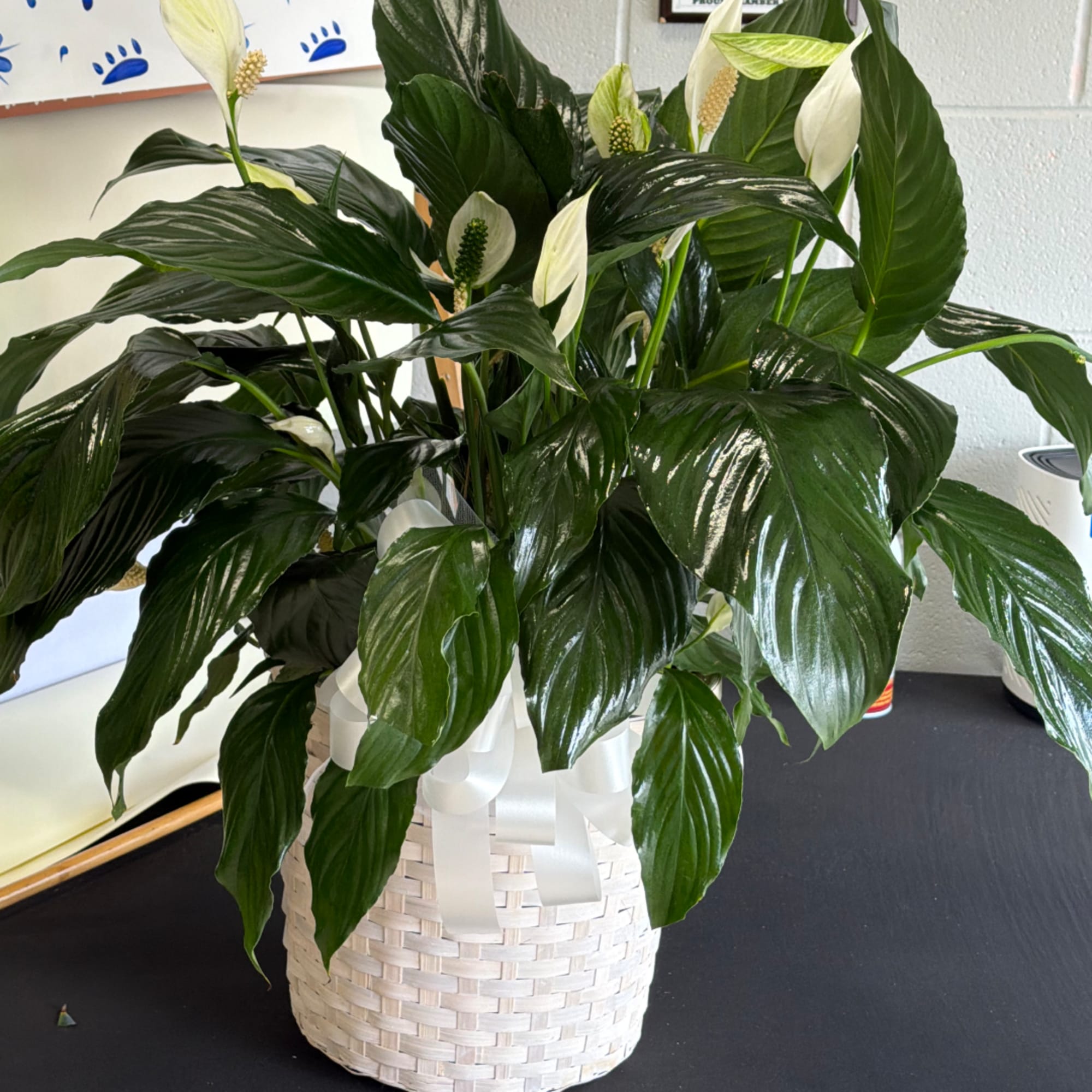 White peace lilies in a white woven basket with ribbon