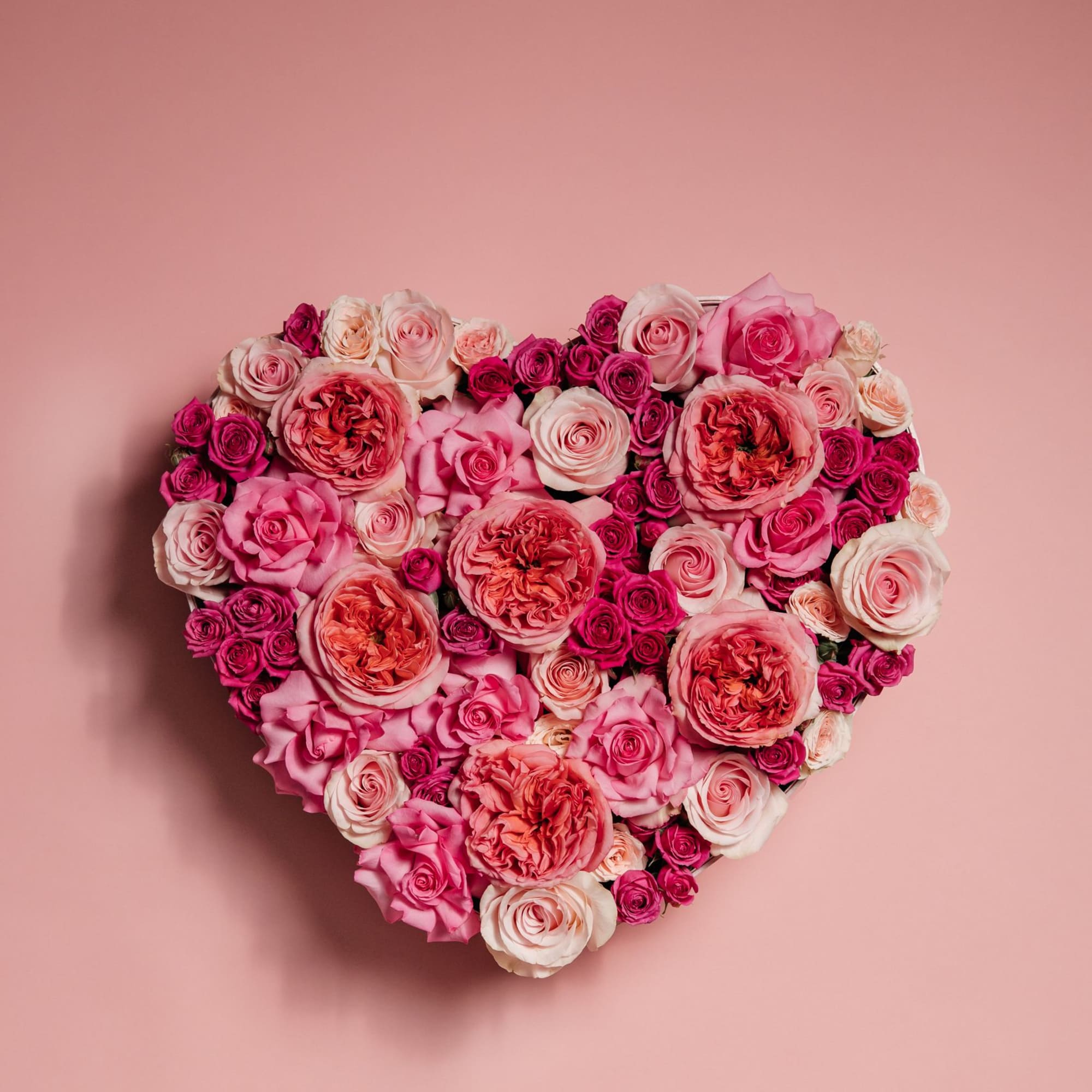 Heart-shaped arrangement of pink and cream roses on a pink background