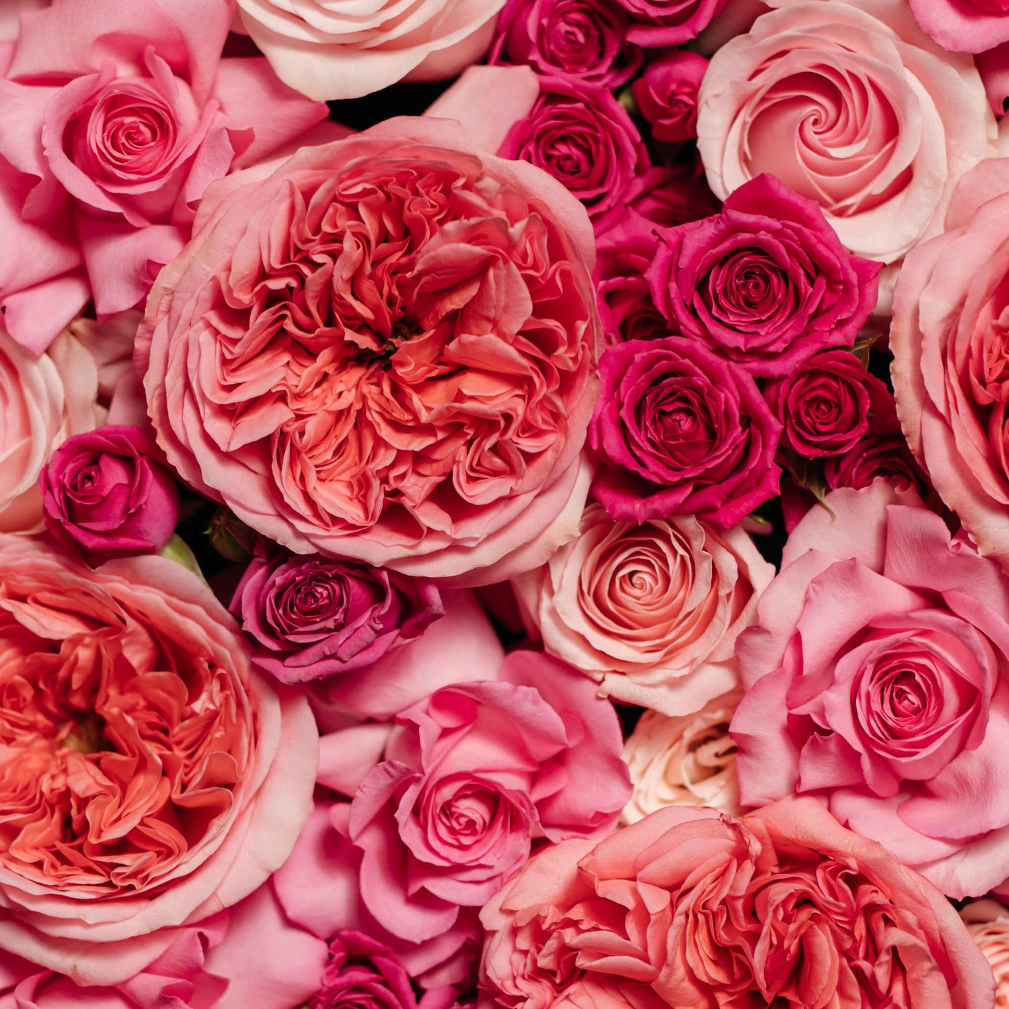 Close-up of pink and coral roses filling the frame