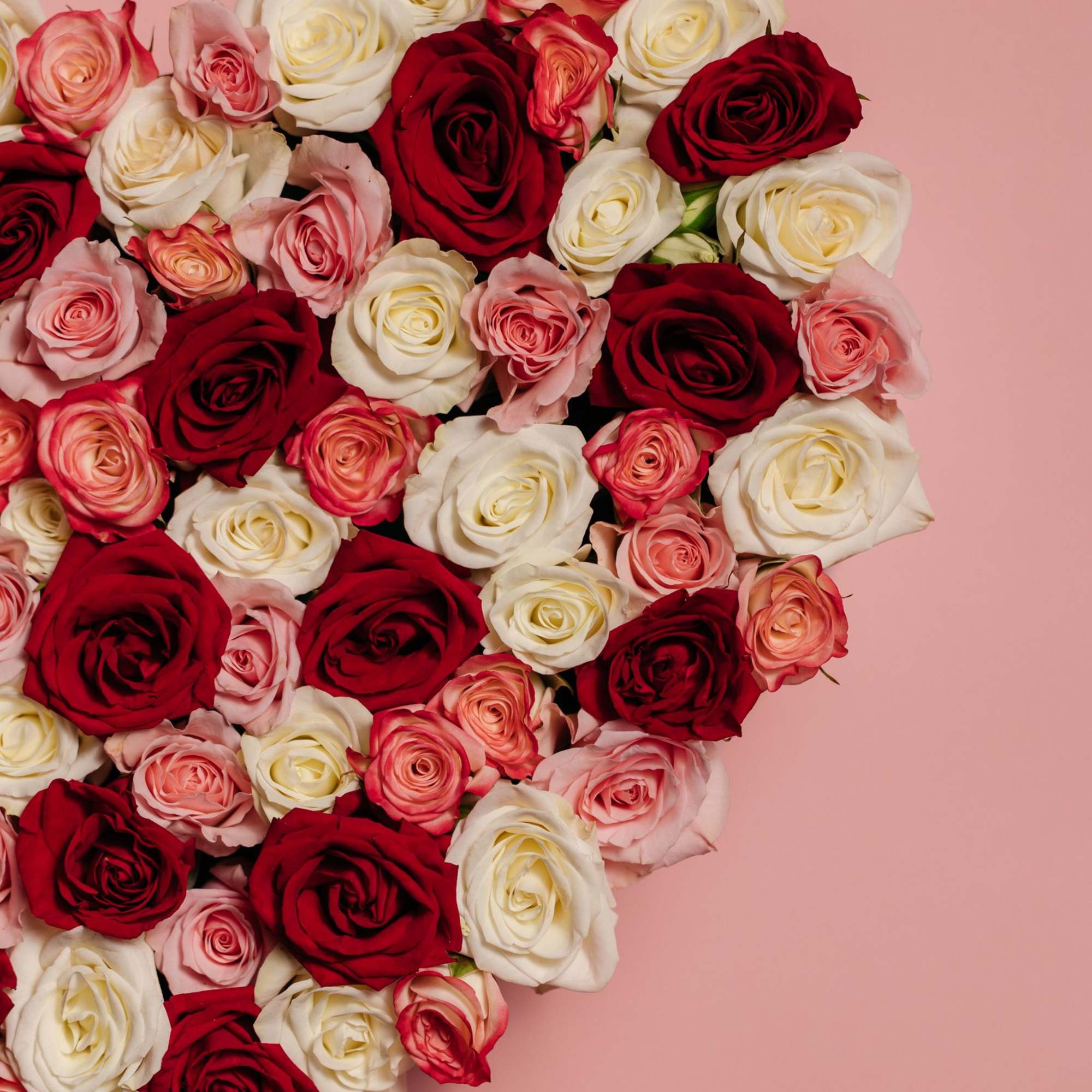 Heart-shaped bouquet of red, pink, and white roses on a pink background