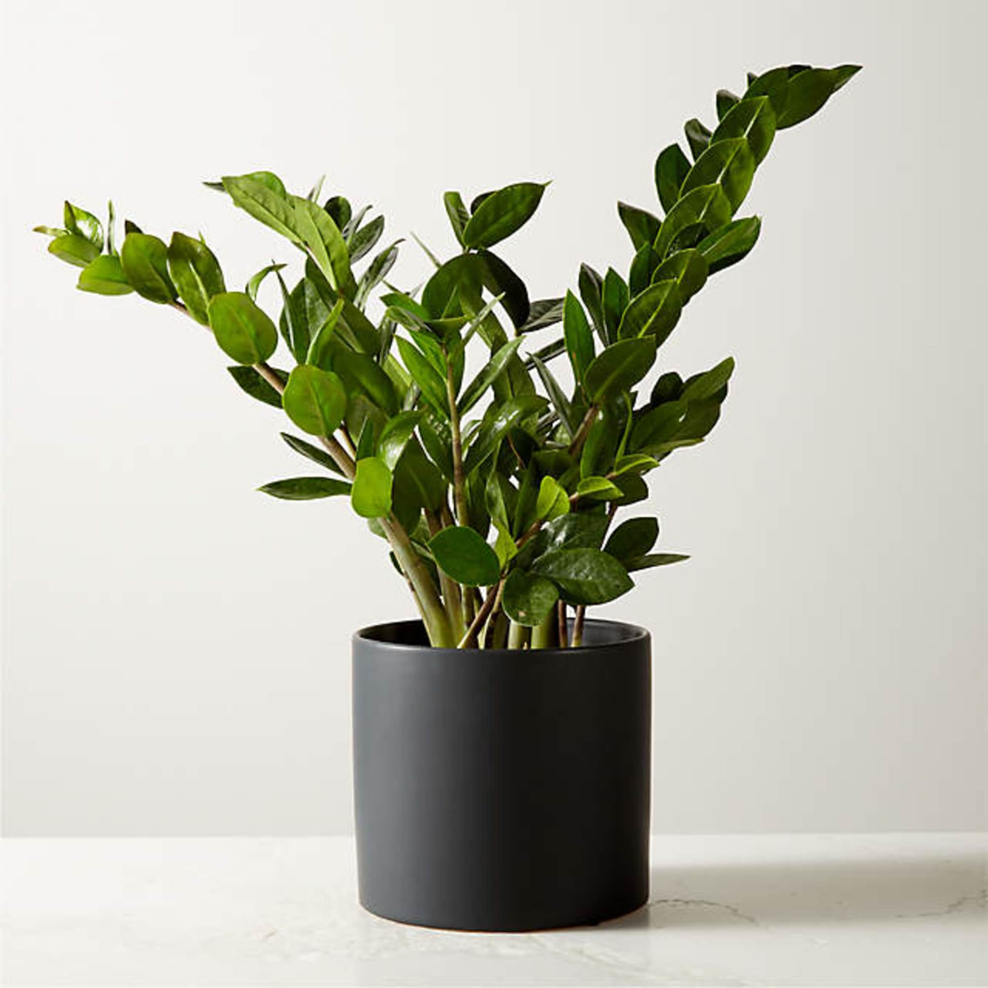 Potted green houseplant with glossy oval leaves in a black container