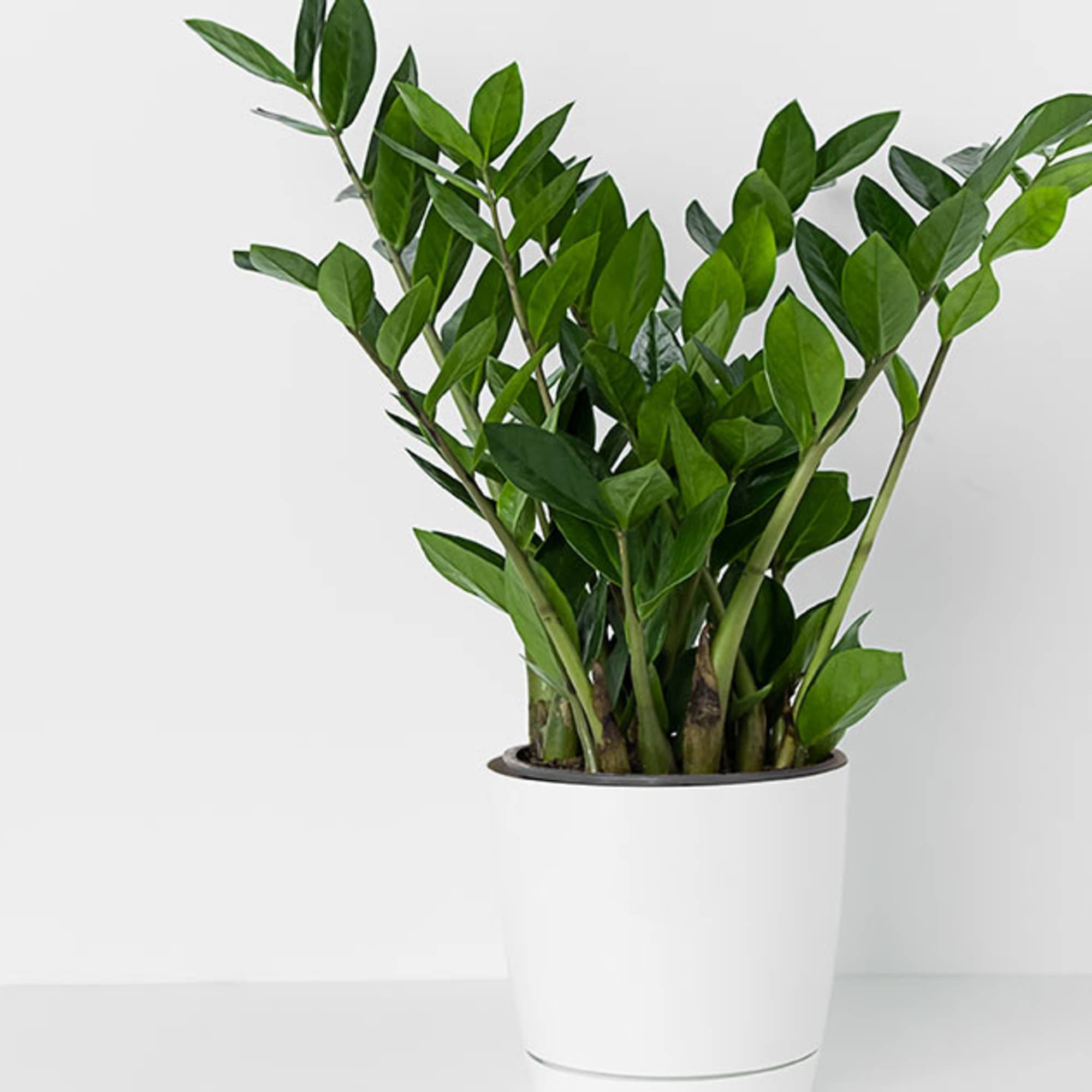 Potted green houseplant with upright glossy leaves in a white planter