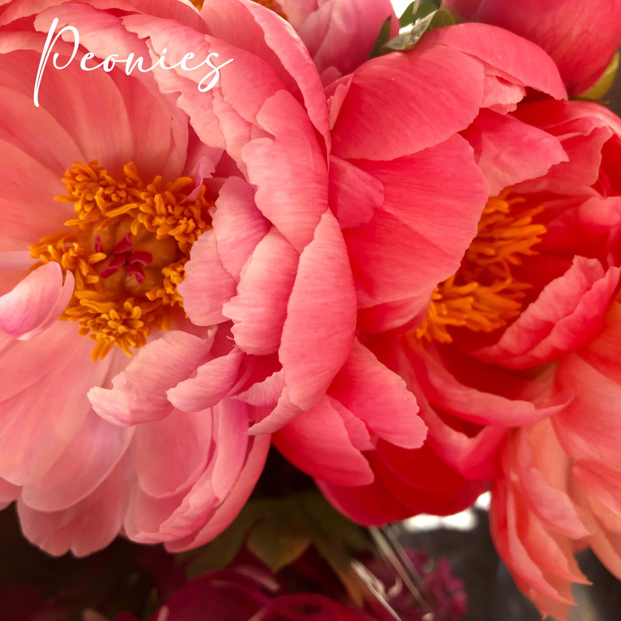 Close-up of pink peonies with yellow centers