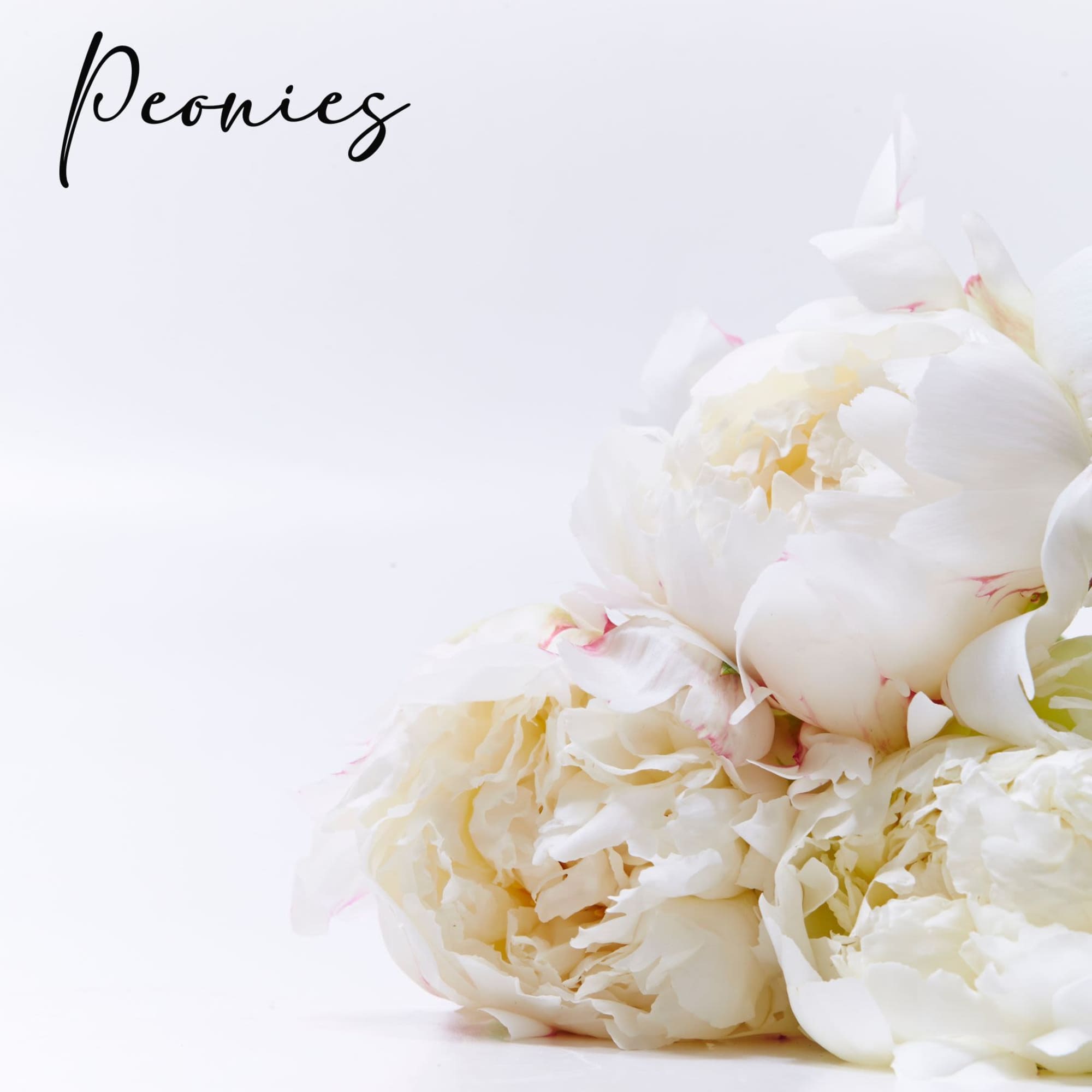 White peonies with soft pink accents on a pale background