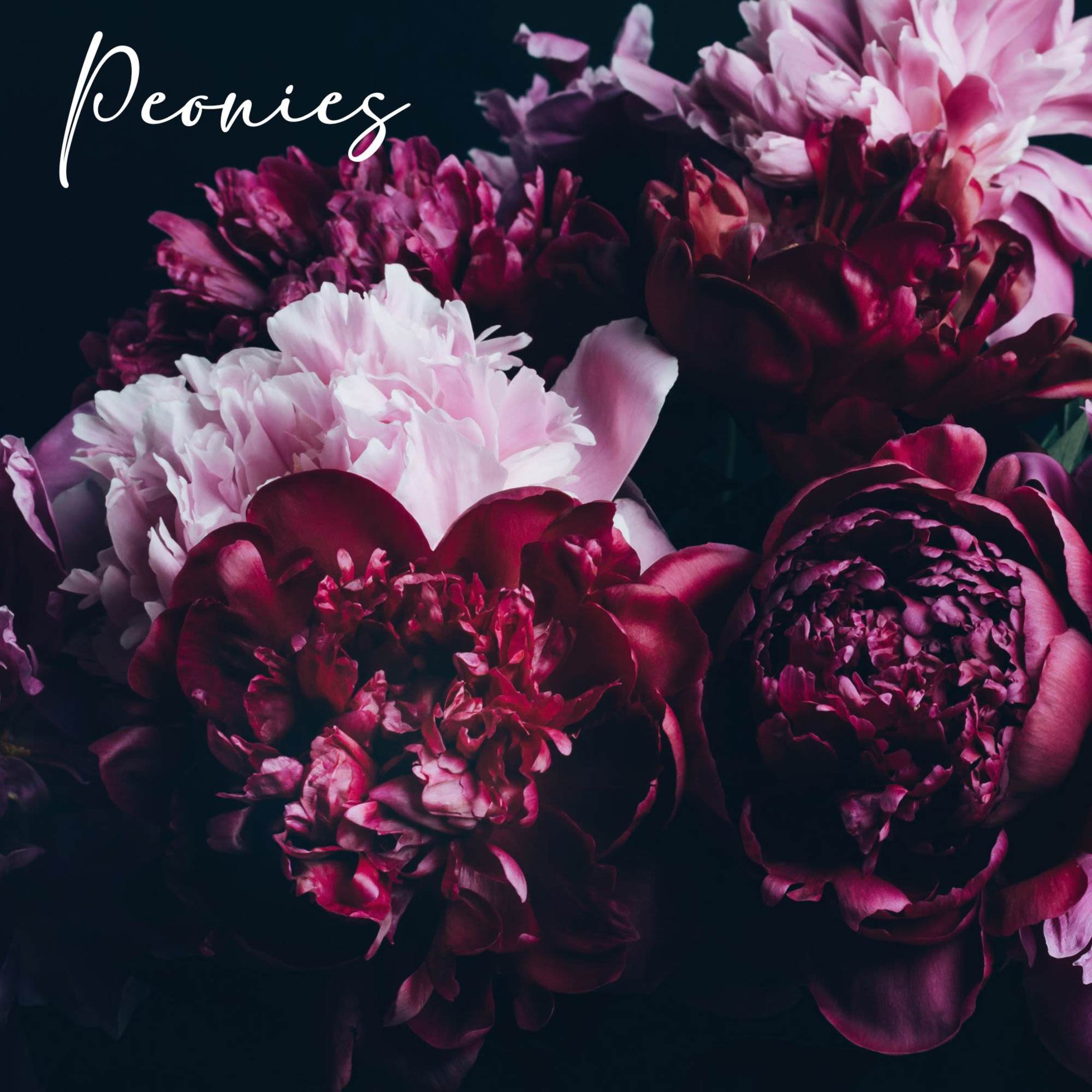 Close-up of pink and burgundy peonies on a dark background