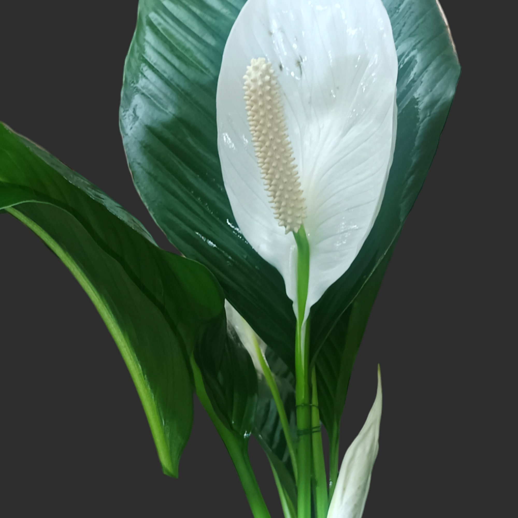 We decorate the peace lily plant with fresh flowers in water tubes, photo 4 of 5