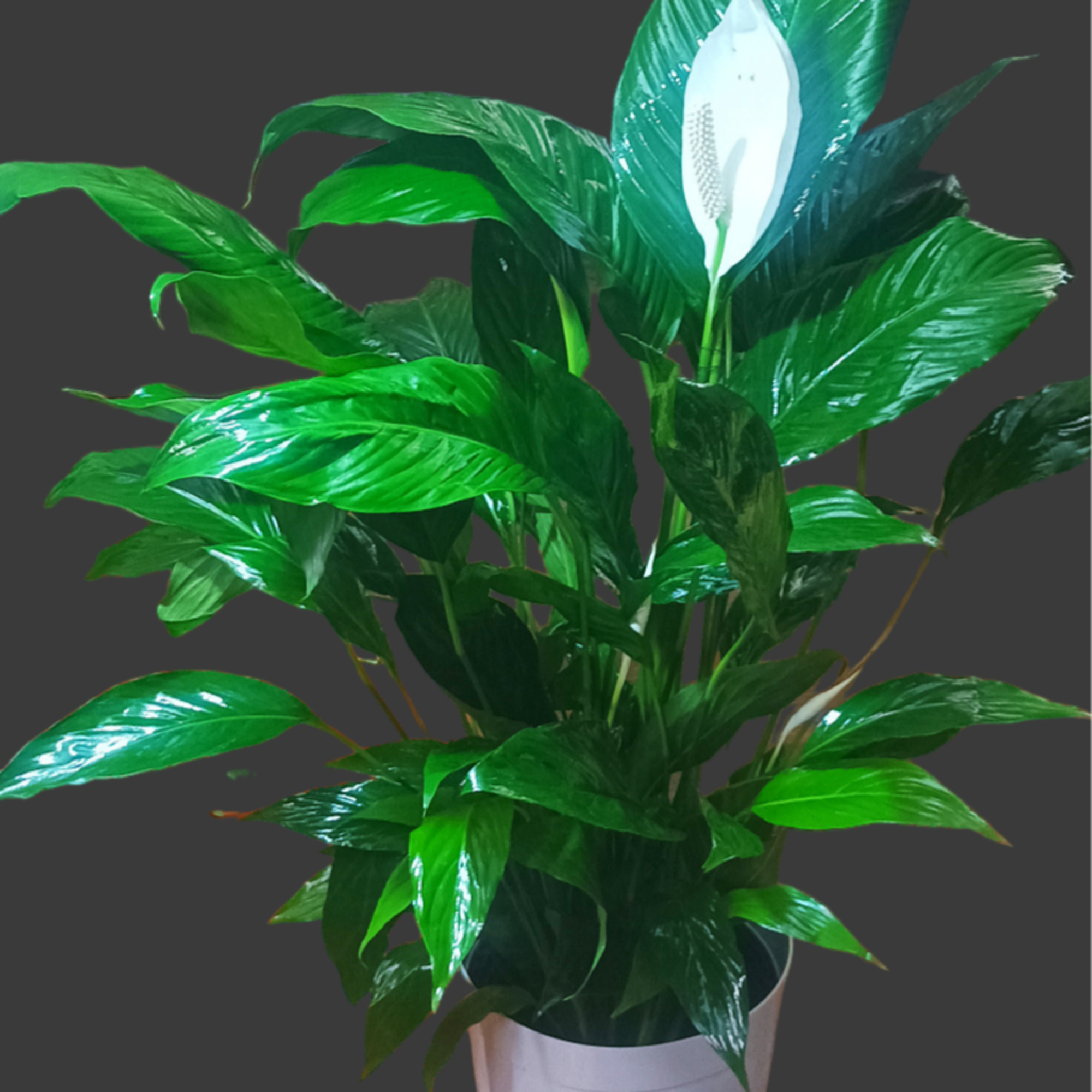 We decorate the peace lily plant with fresh flowers in water tubes, photo 5 of 5