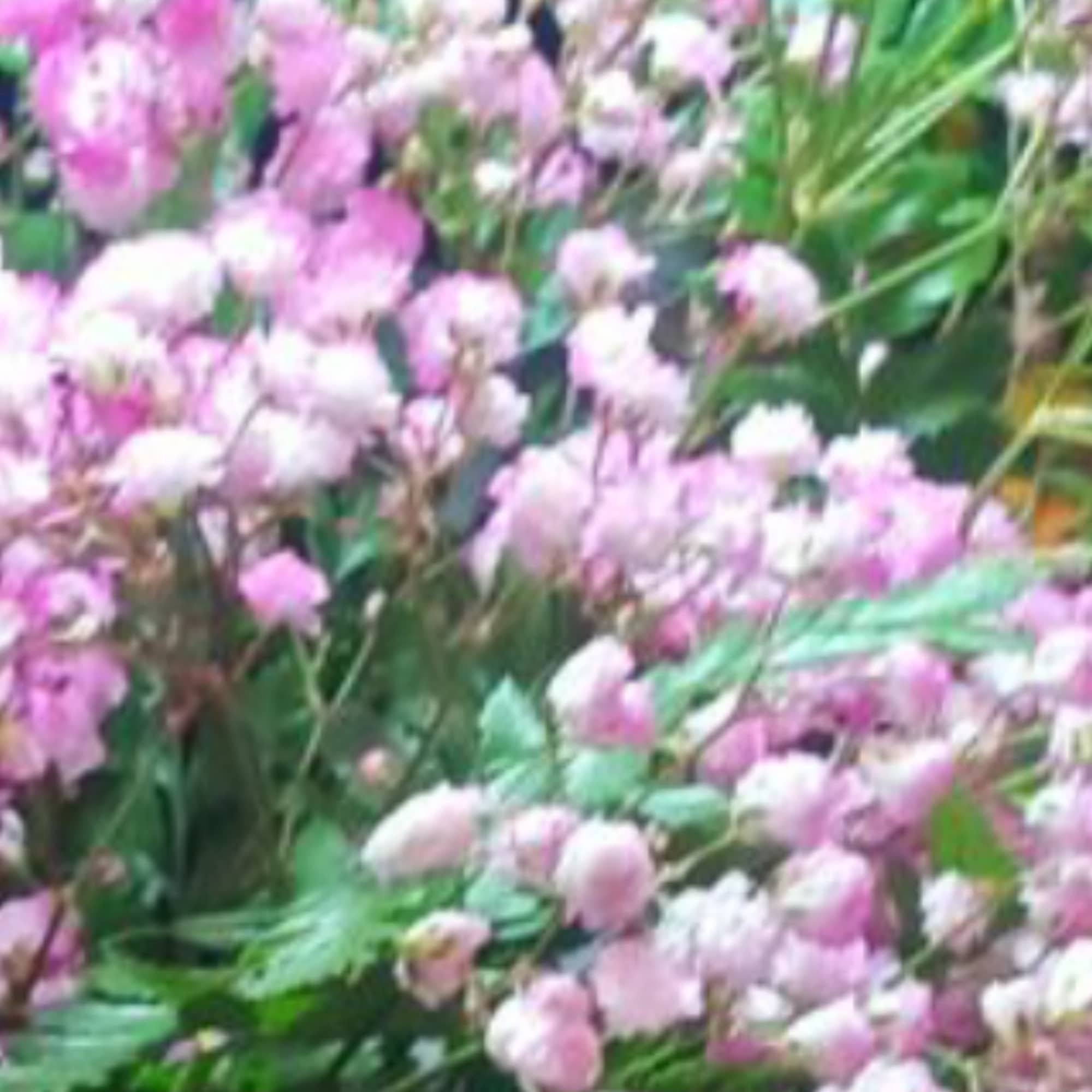 Clusters of small pink and white flowers with green foliage