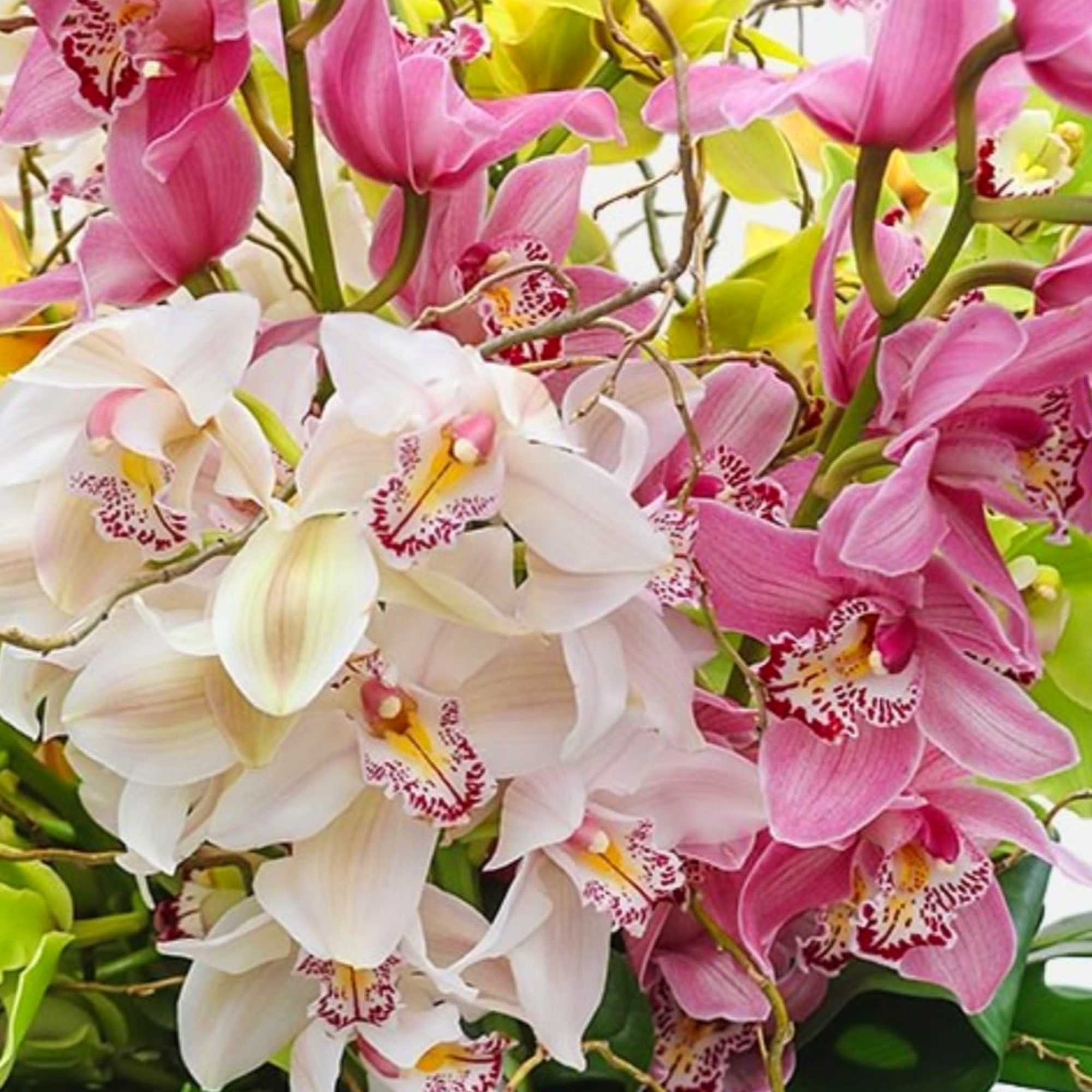 Bouquet of pink and white orchids with green foliage