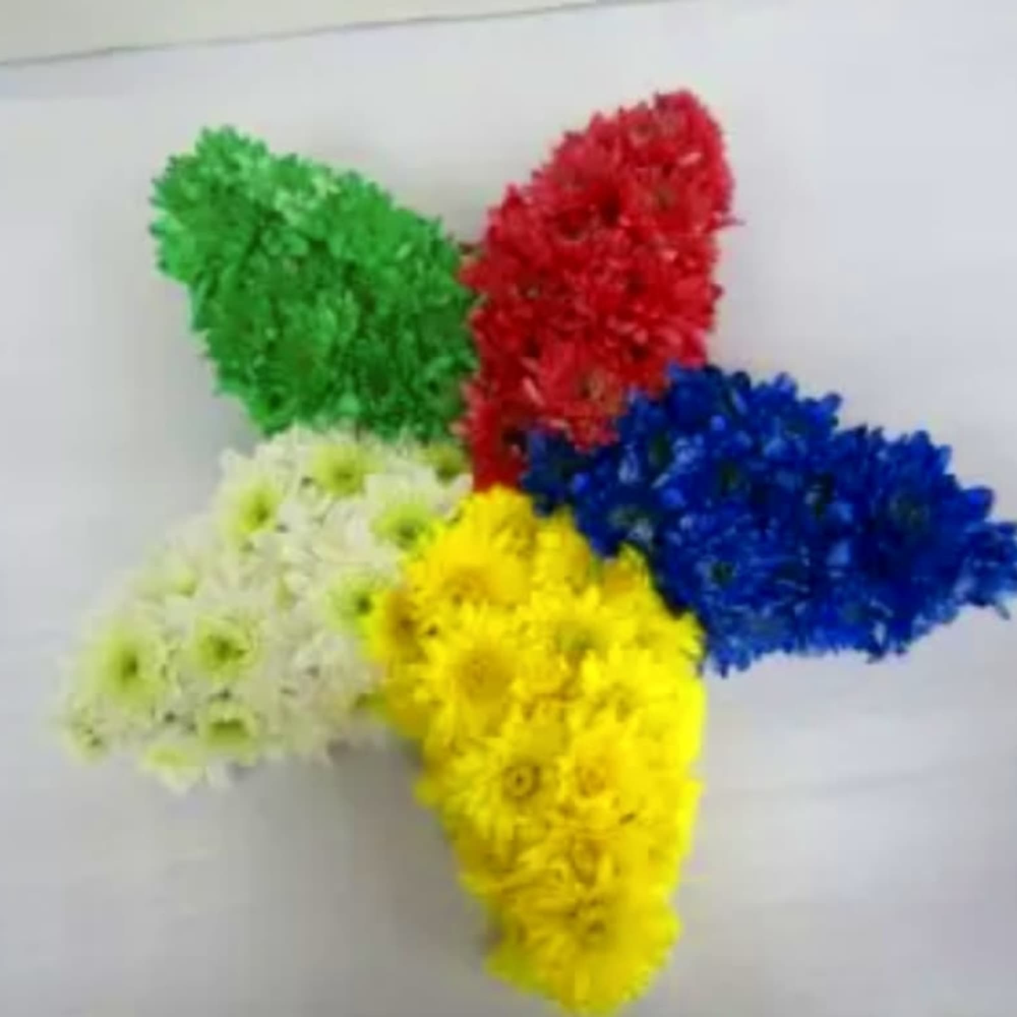 Five colorful chrysanthemum clusters arranged on a white surface