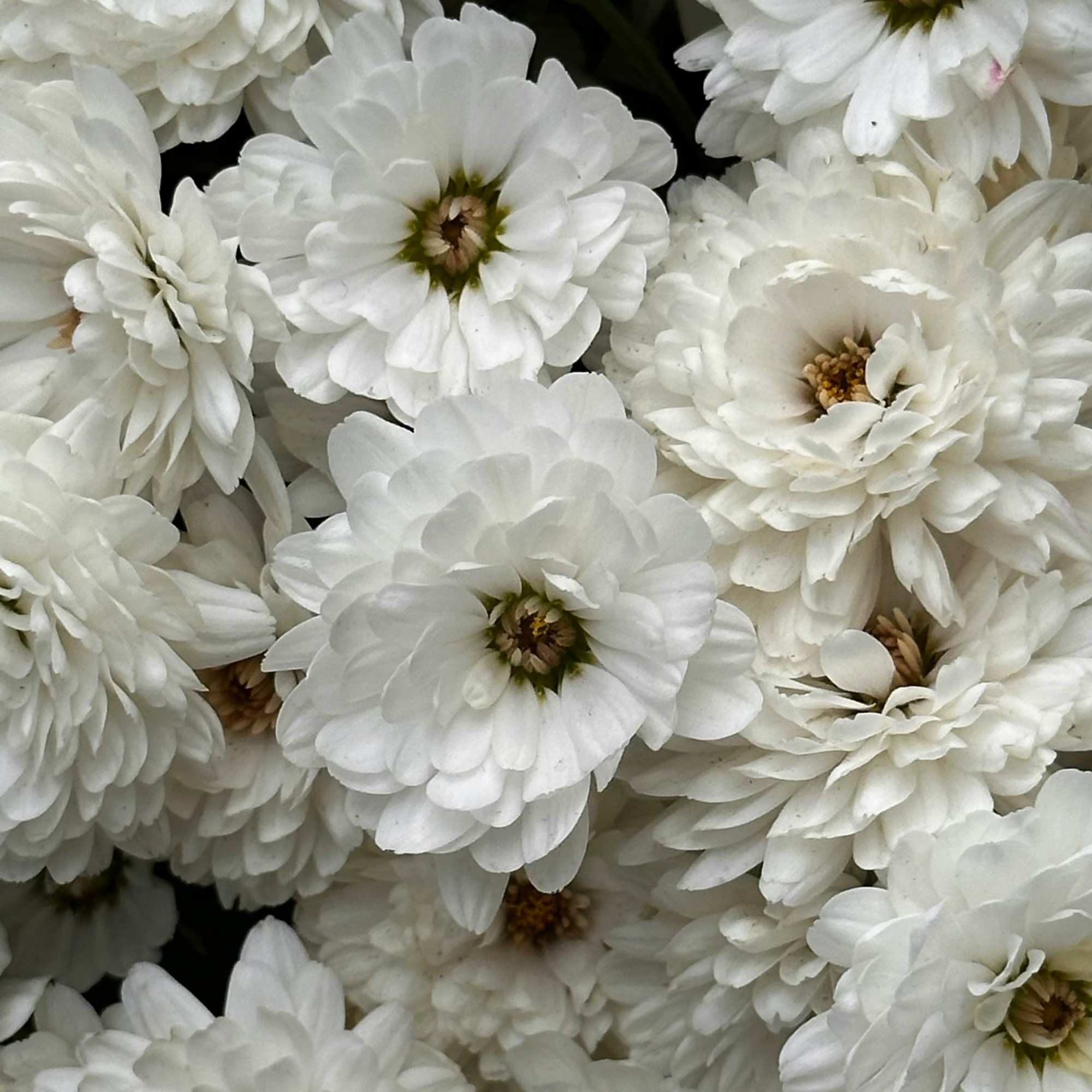 Cluster of white daisy-like flowers with layered petals