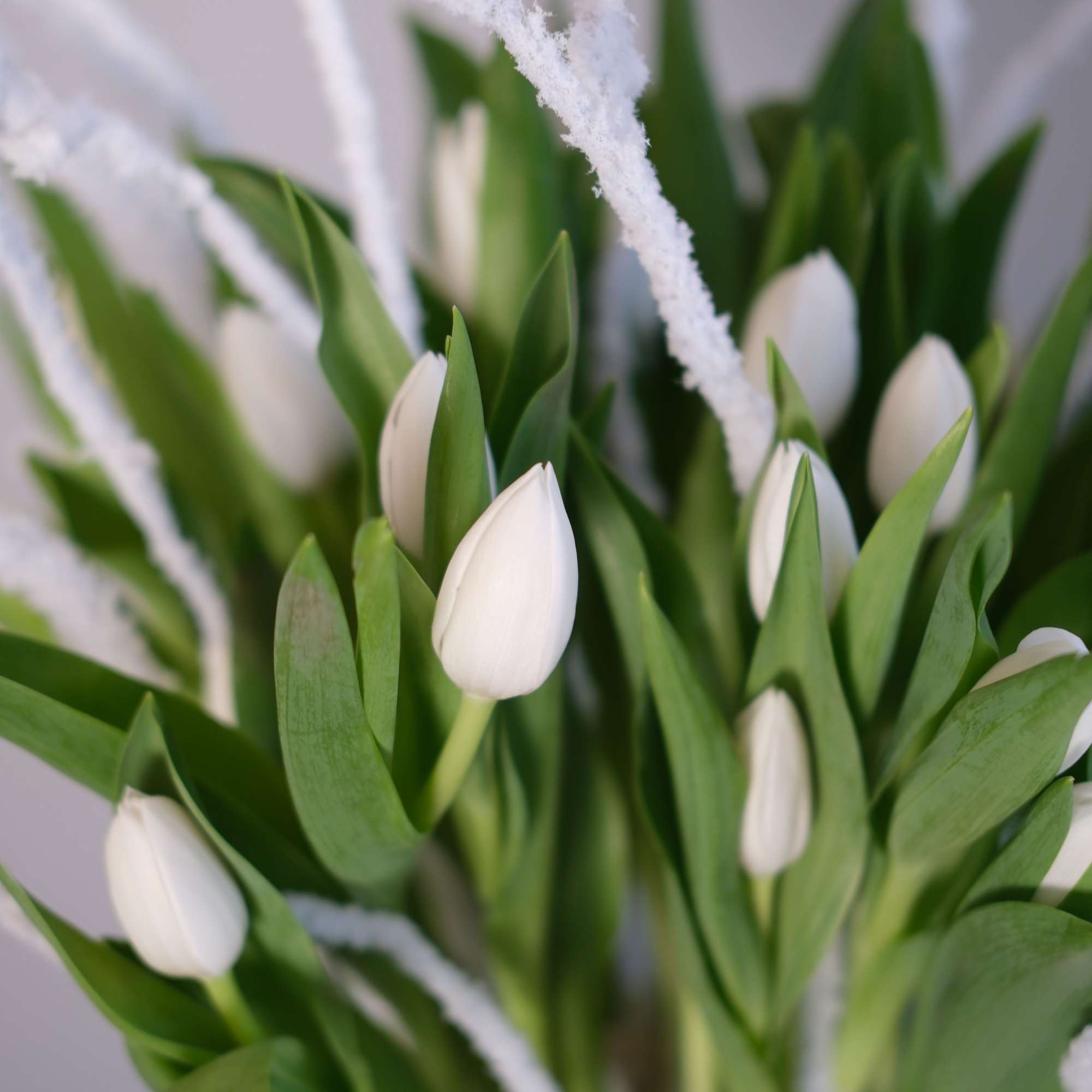 White tulip buds arranged with green leaves and white frosted stems