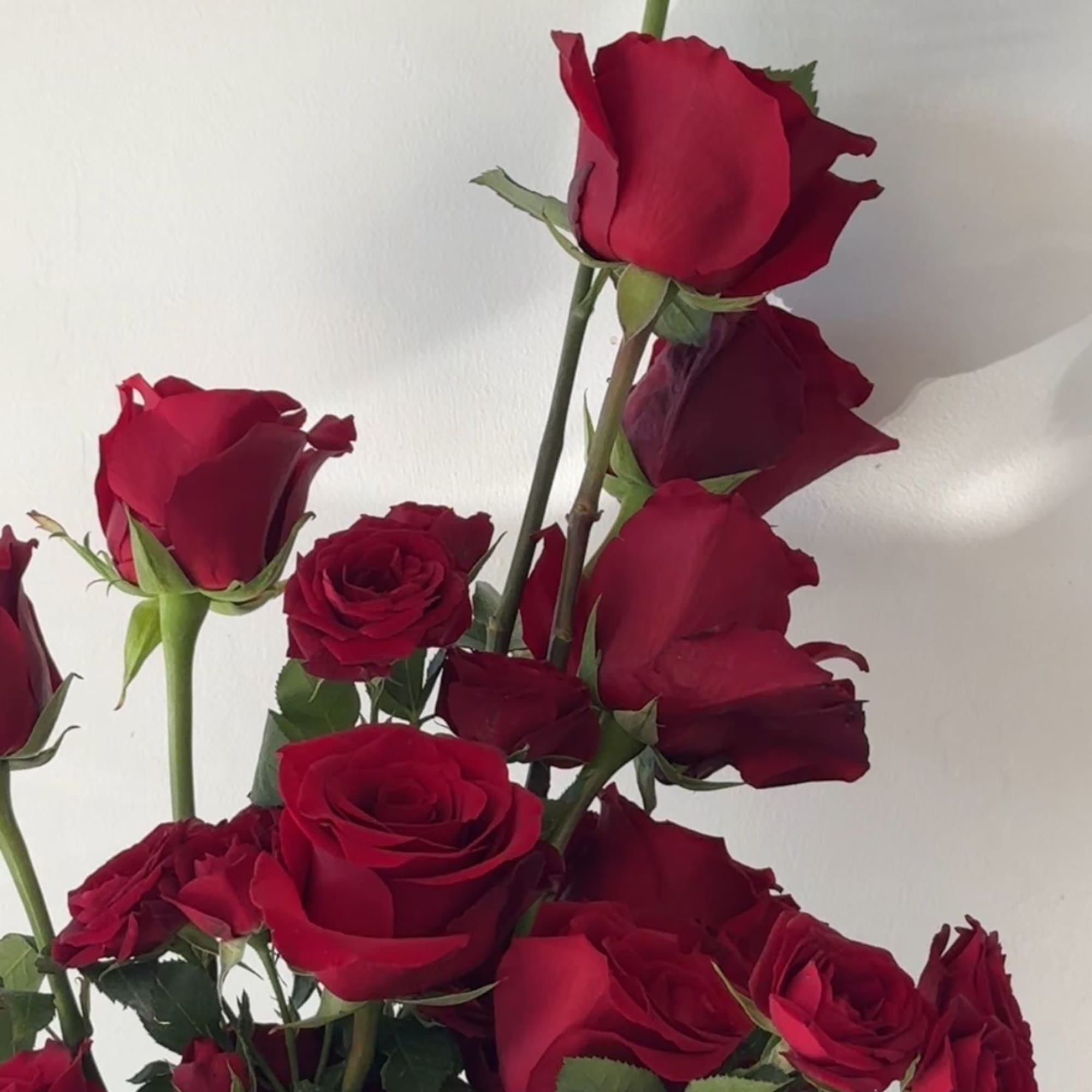 Tall bouquet of red roses against a white wall