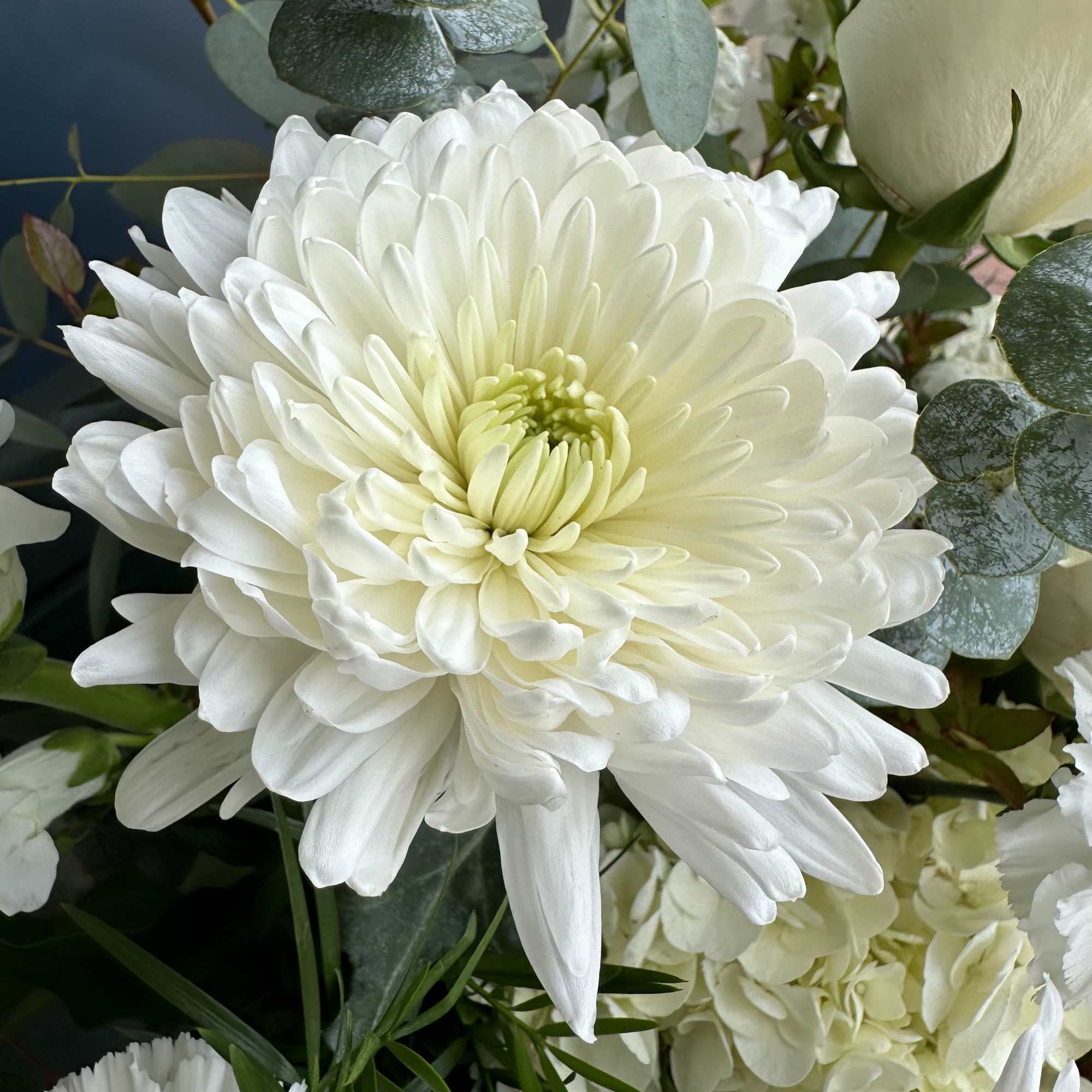 White chrysanthemum bouquet with eucalyptus foliage
