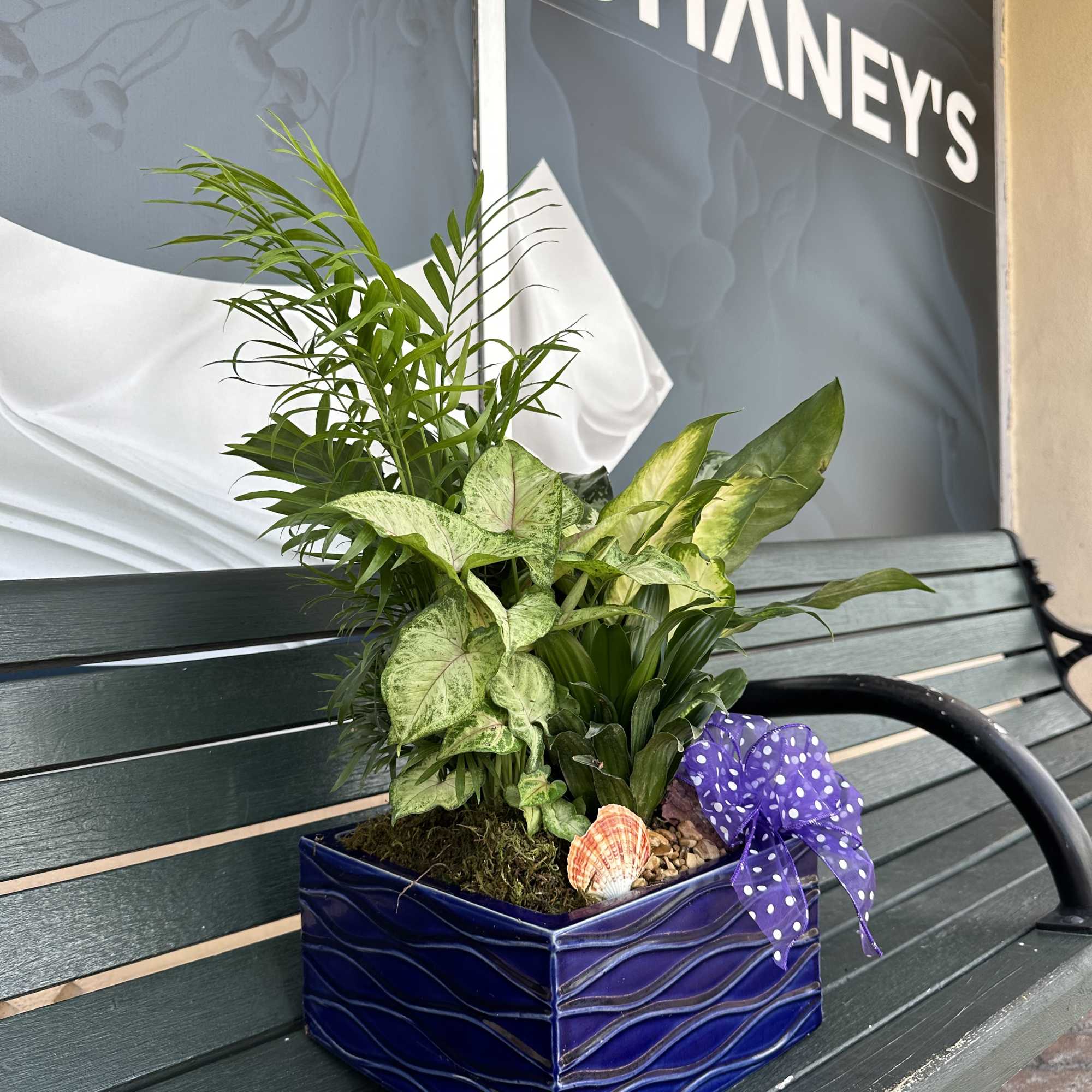 Tropical potted plant arrangement in a blue ceramic container with a purple ribbon