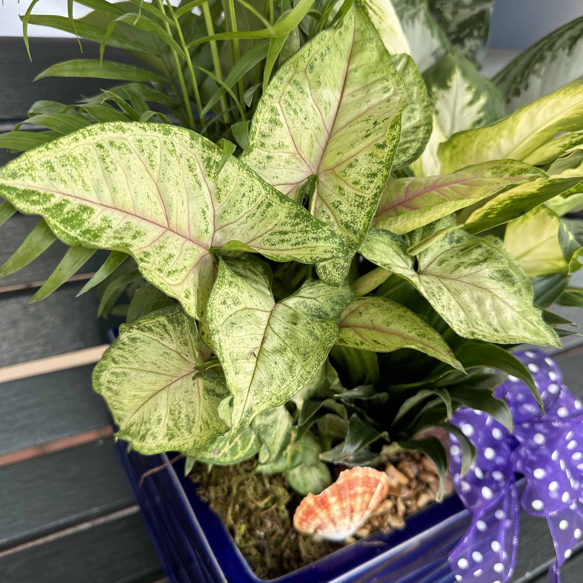 Potted tropical plant arrangement in a blue square container with a purple ribbon