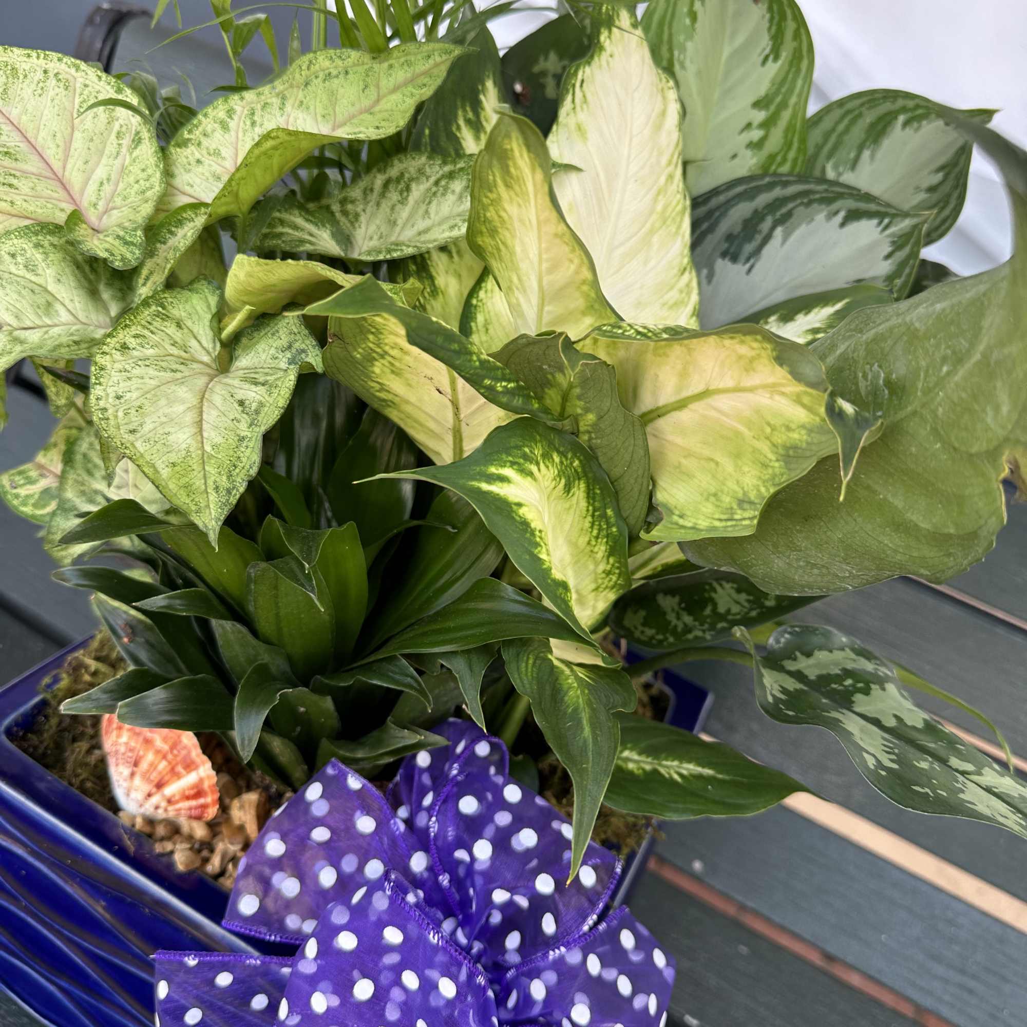Potted green houseplant arrangement with a purple polka-dot bow