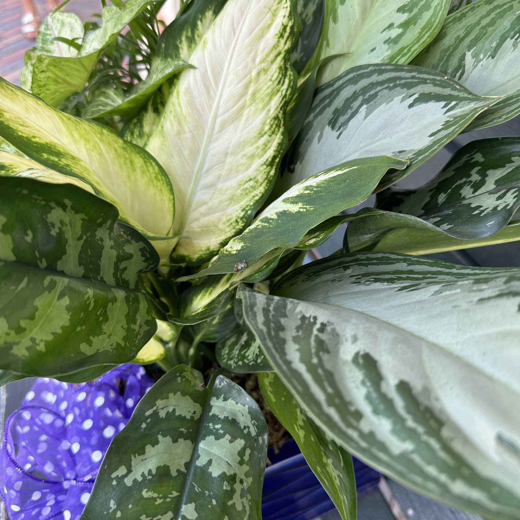 Close-up of a variegated green houseplant in a decorative pot
