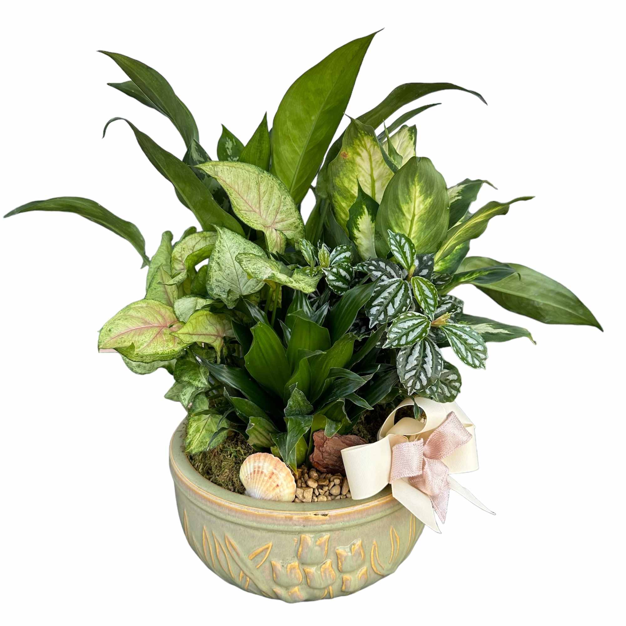 Mixed green houseplants in a decorative ceramic bowl with a ribbon