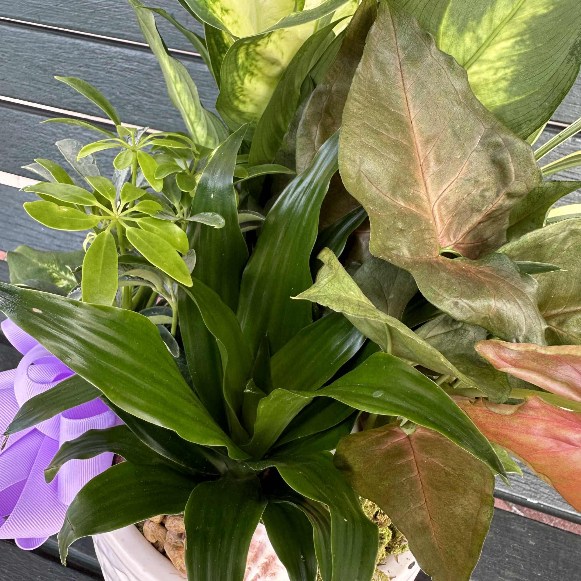 Potted tropical foliage arrangement in a white ceramic container with a purple ribbon