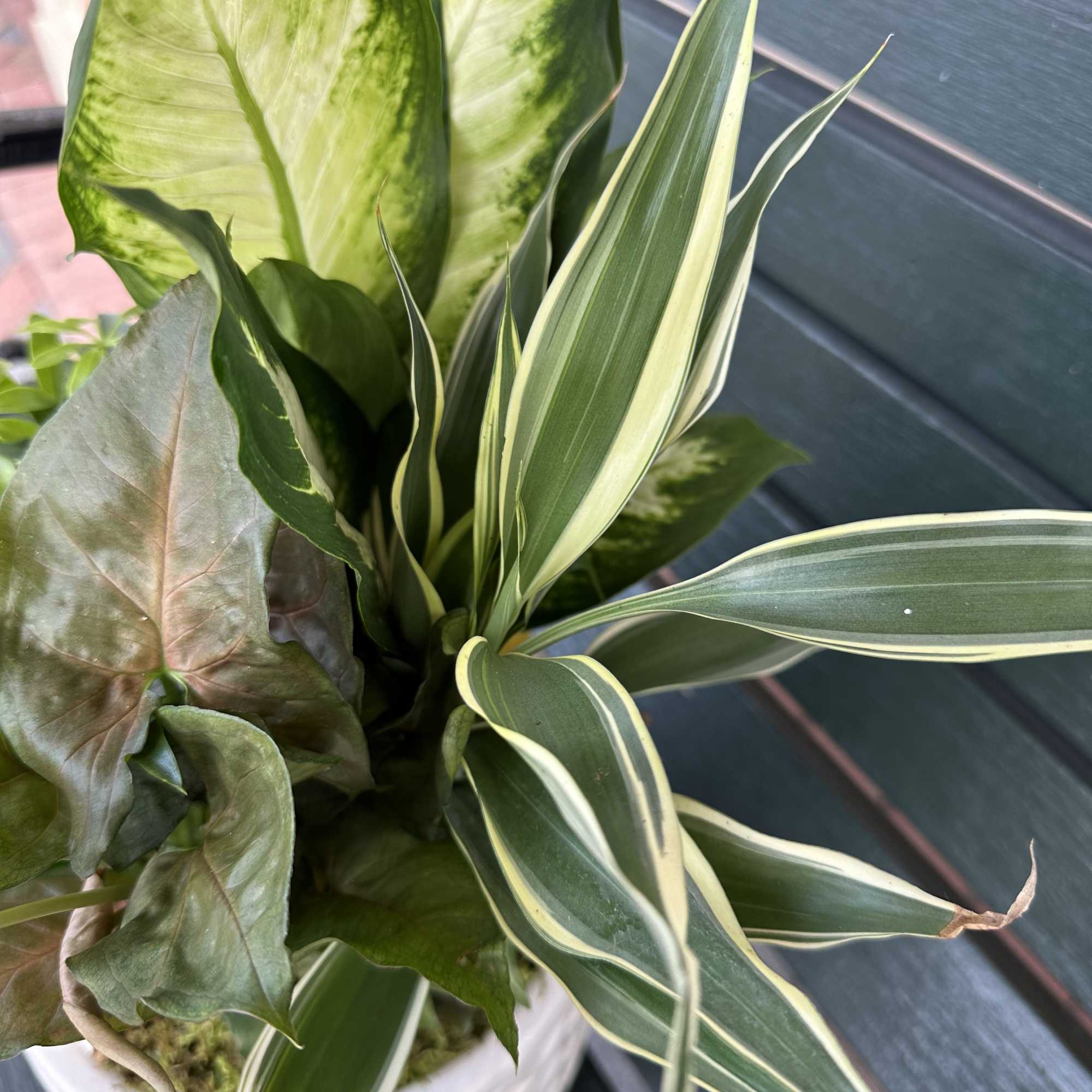 Potted arrangement of assorted green houseplants in a white container