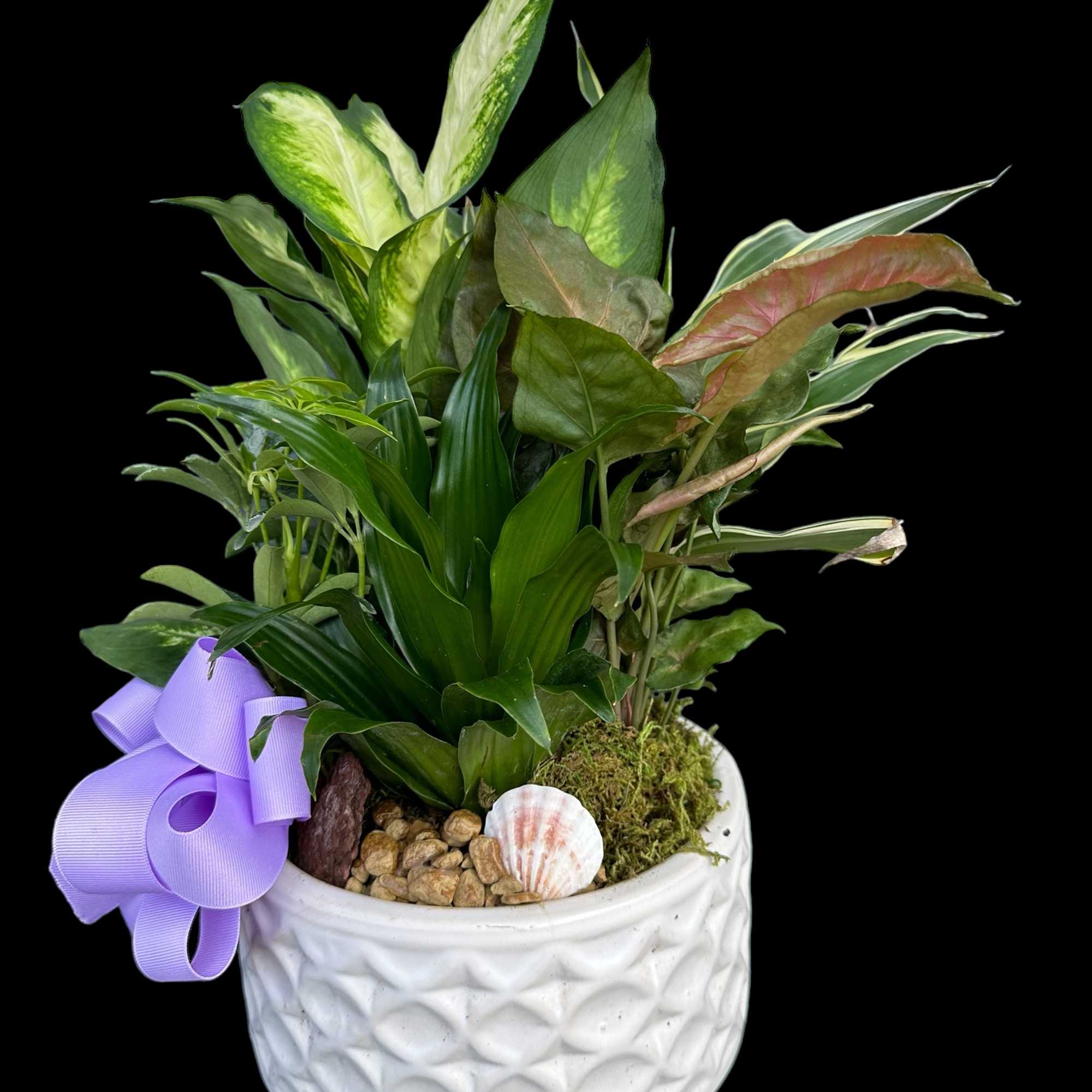 Potted green houseplant arrangement in a white textured planter with a purple ribbon